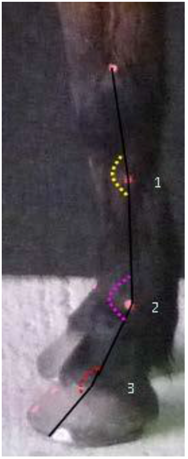 Animals 07 00029 i004 Animals 07 00029 i004