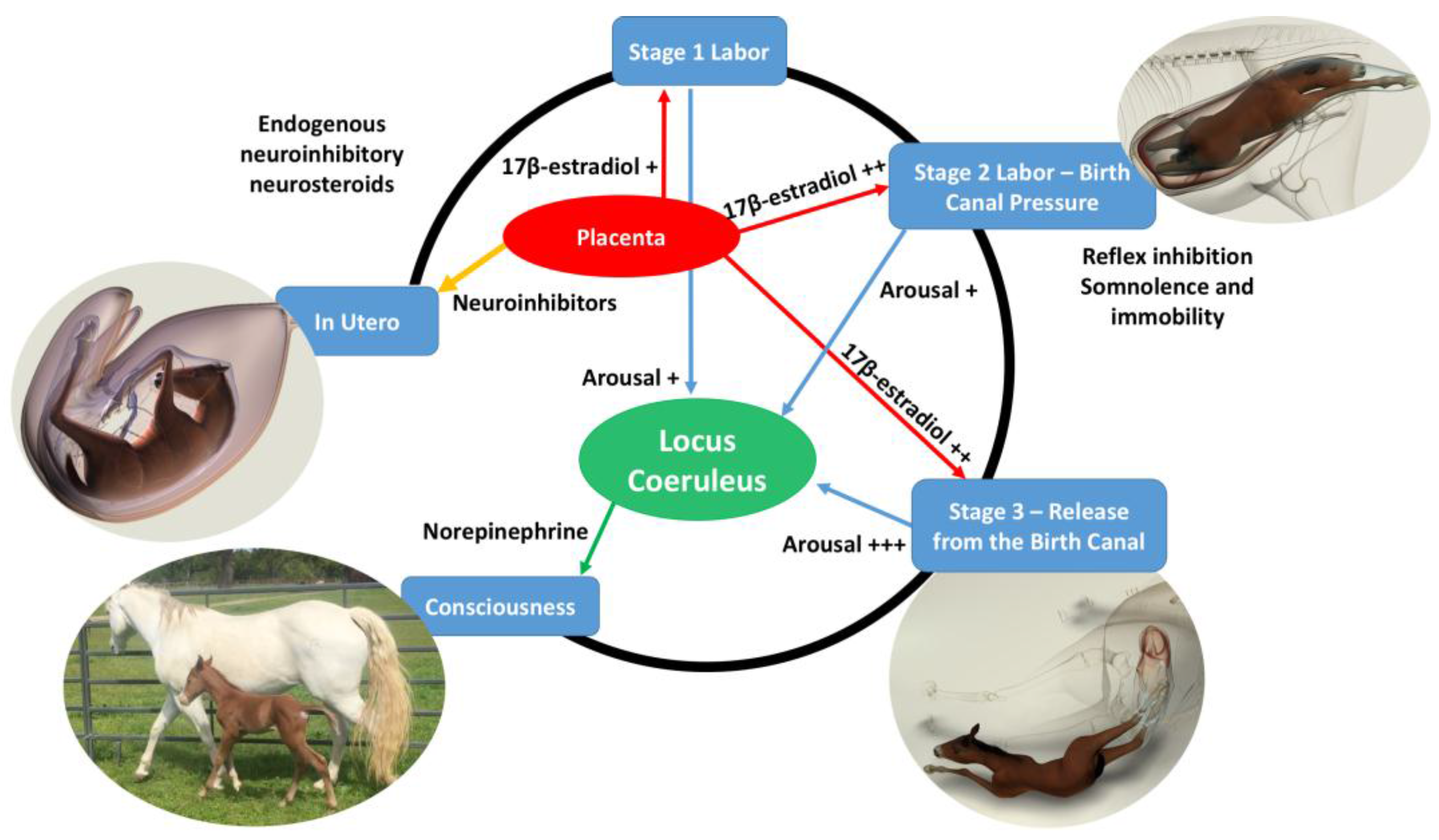 Animals 07 00069 g002