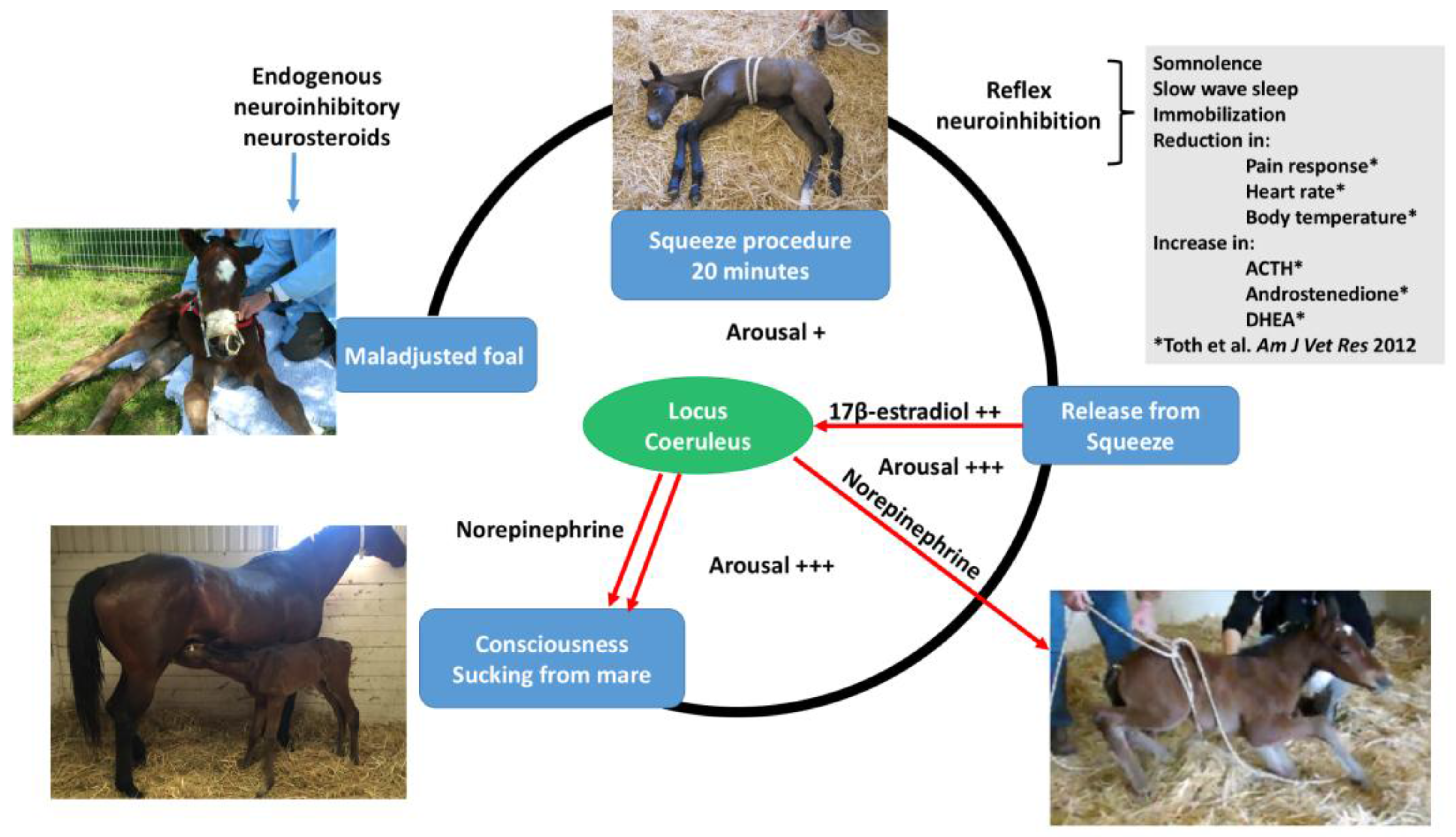 Animals 07 00069 g003