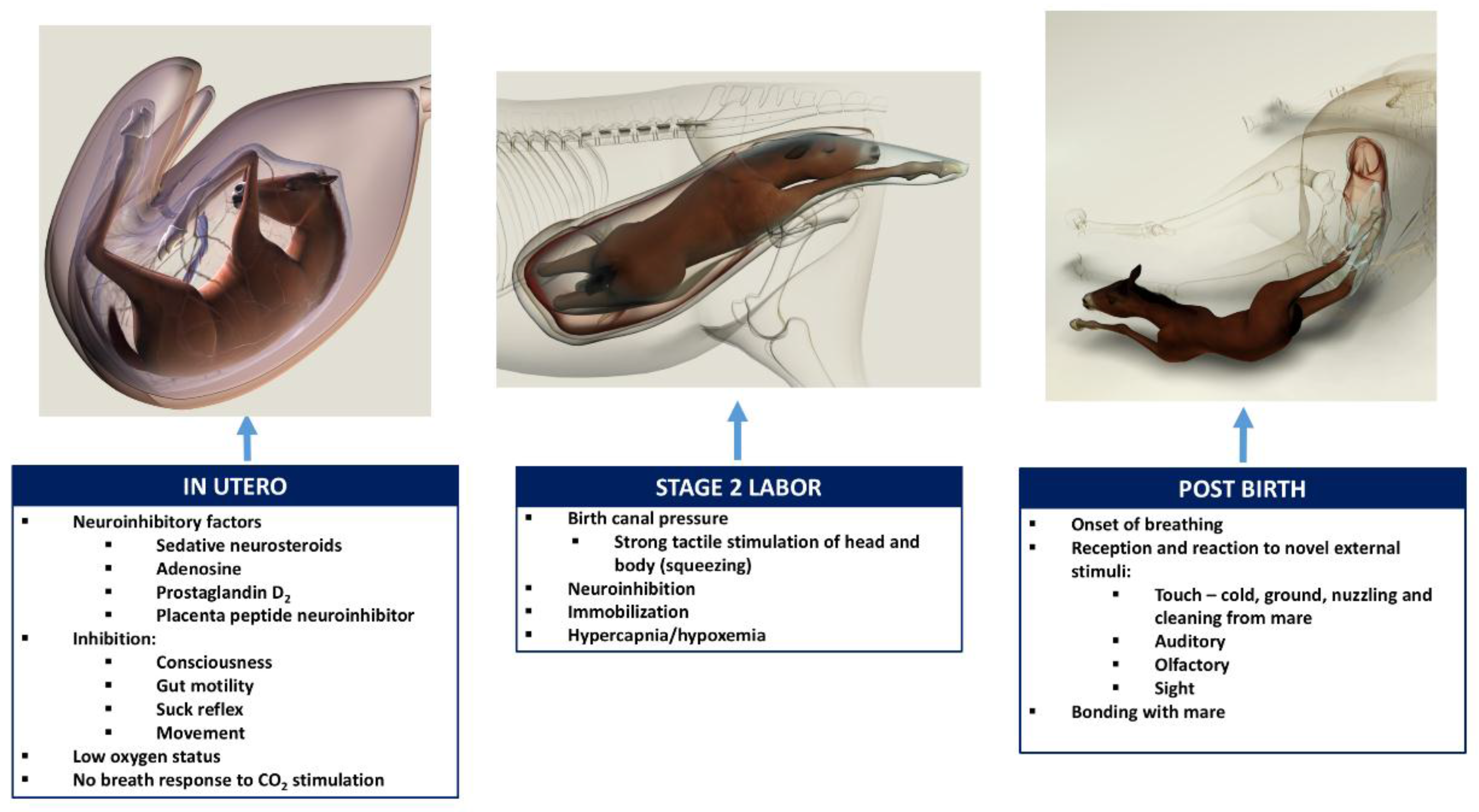 Animals 07 00069 g004