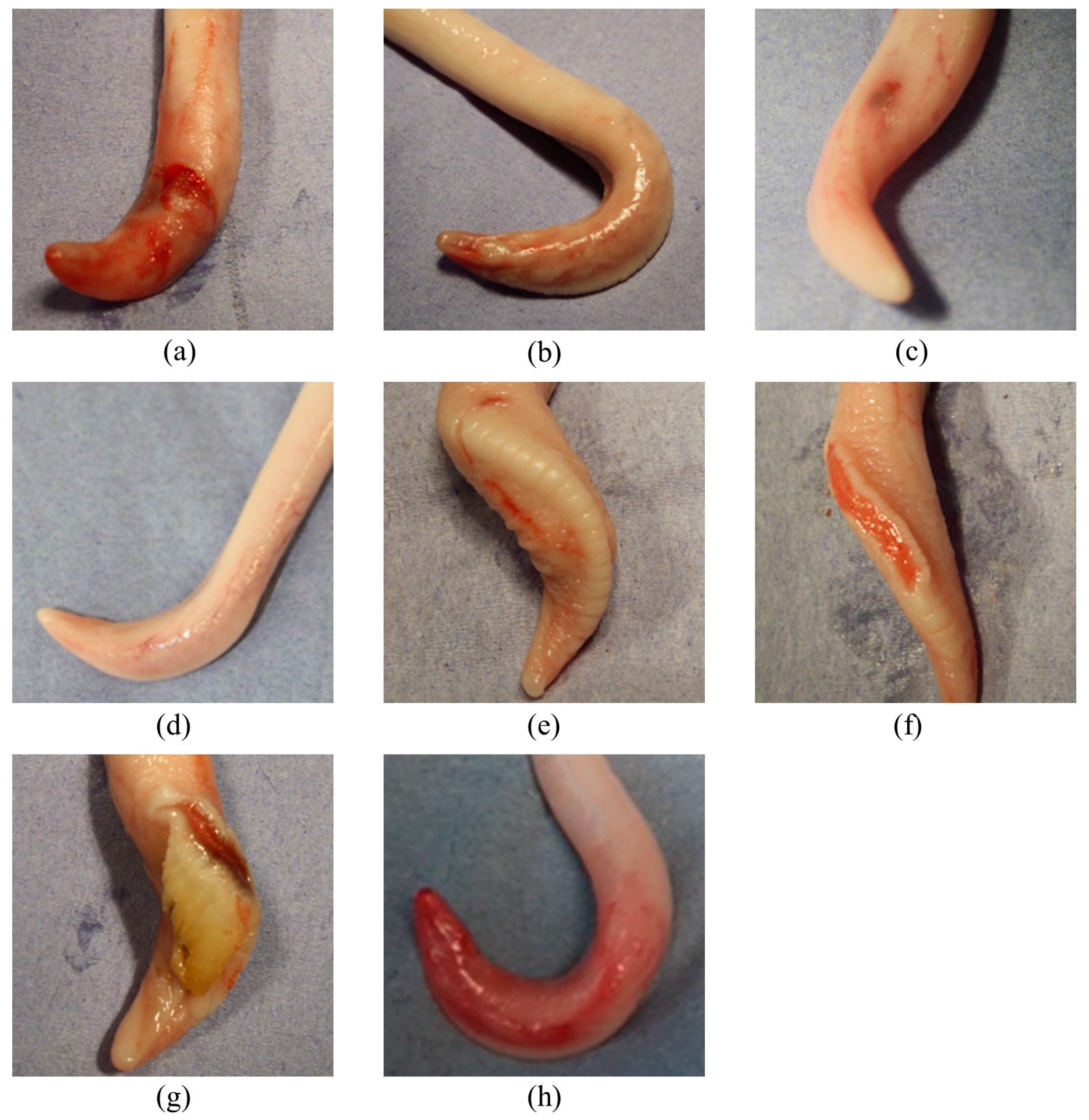 Animals 07 00071 g001