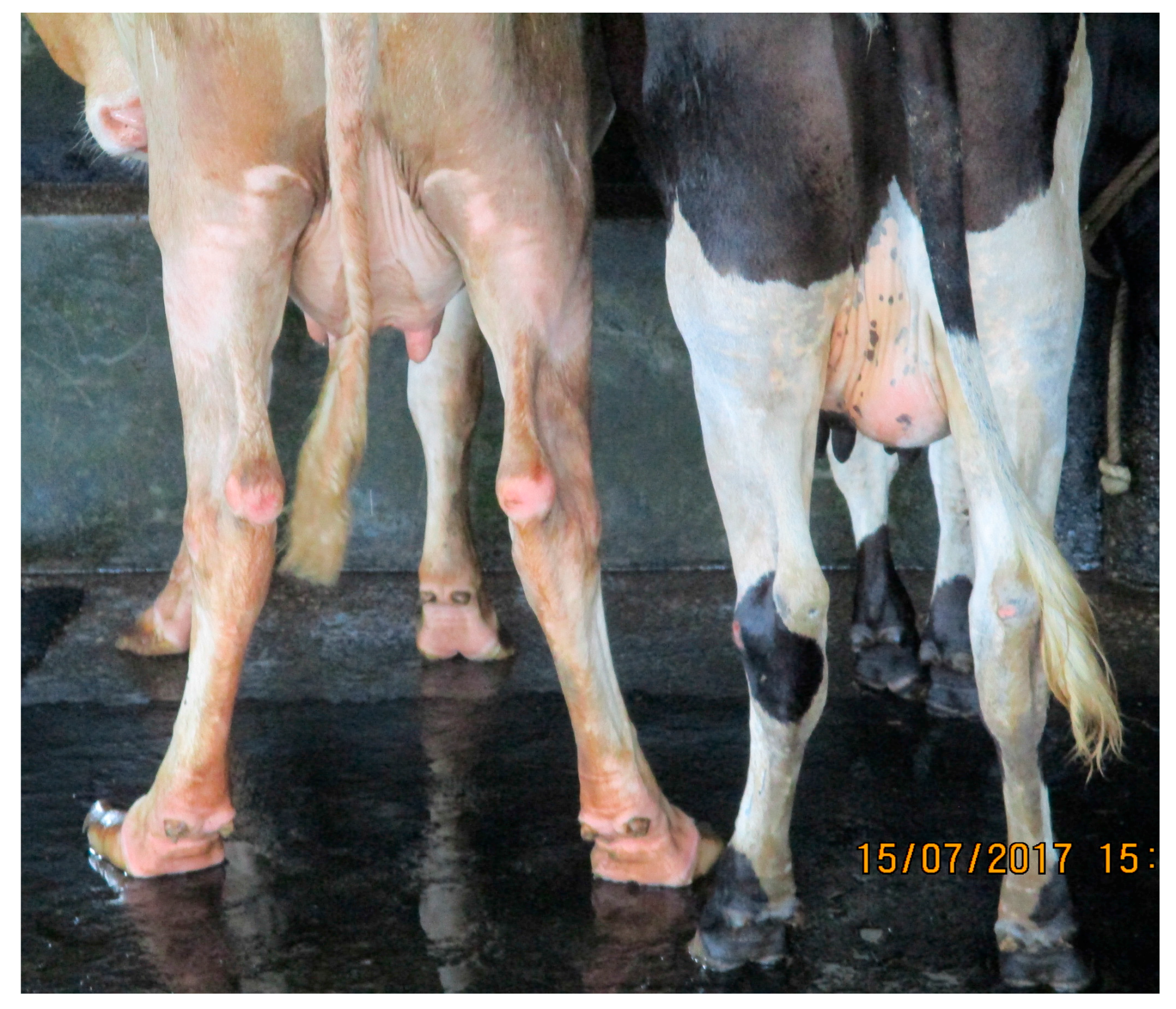 Animals 07 00079 g001