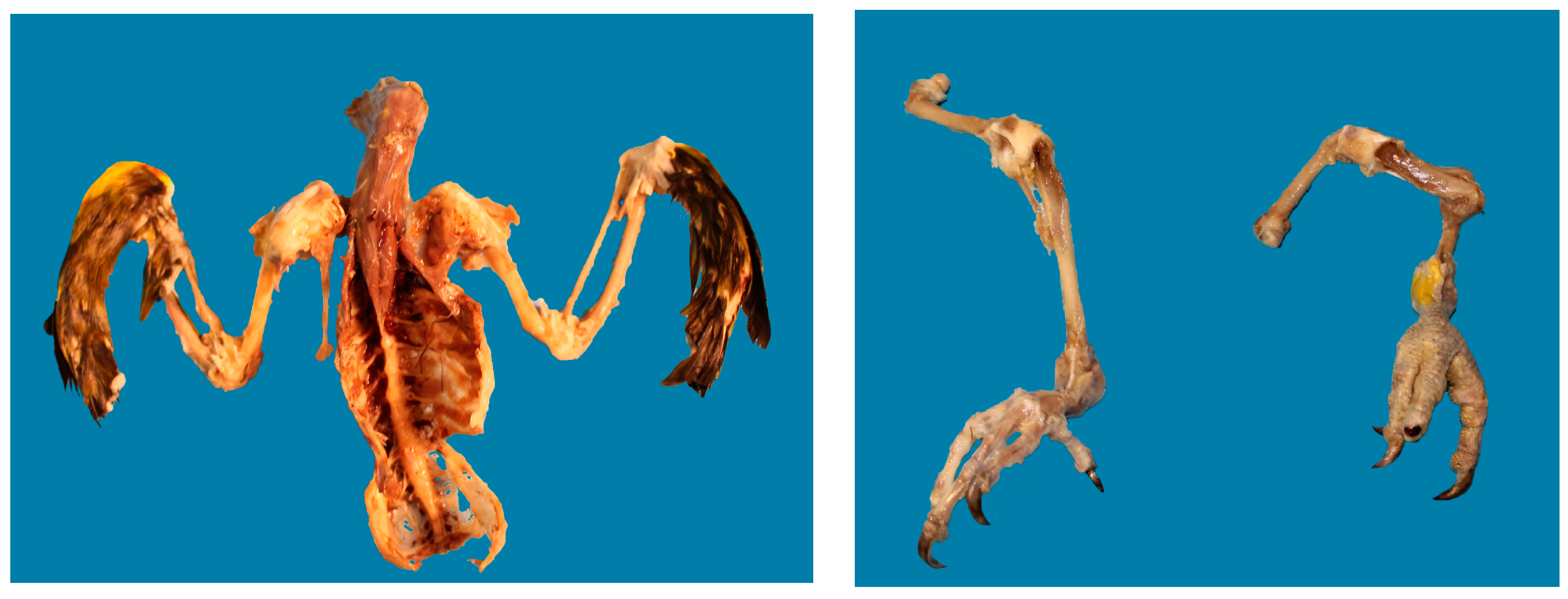 Animals 08 00015 g003