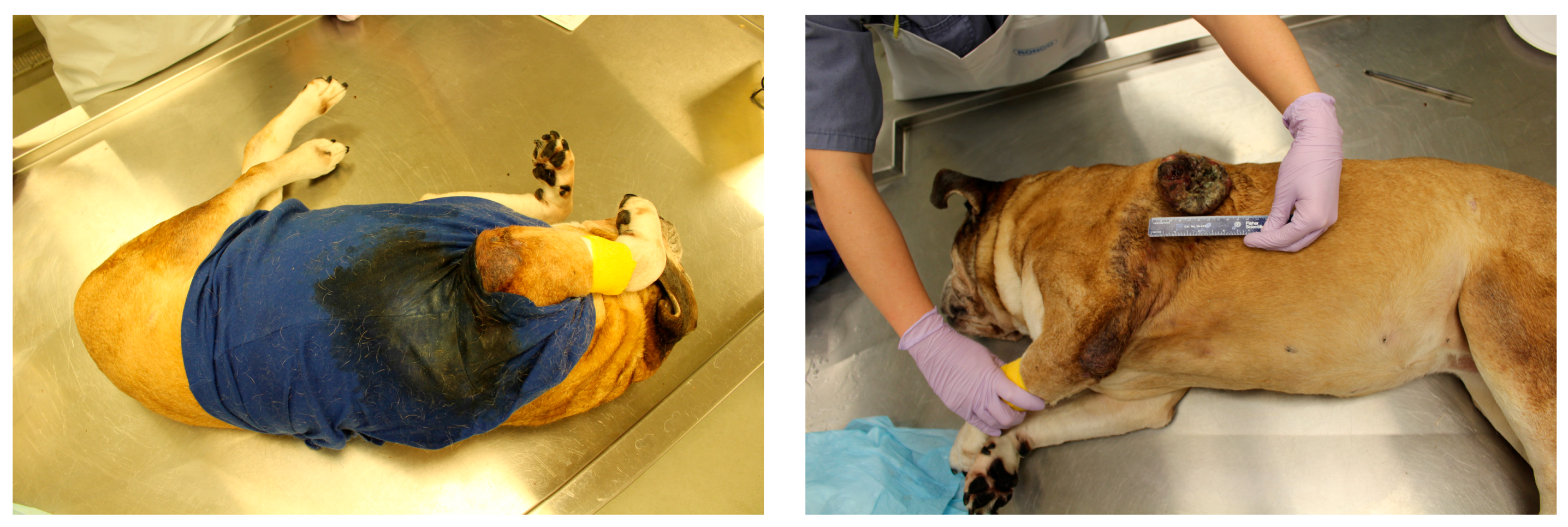 Animals 08 00015 g005