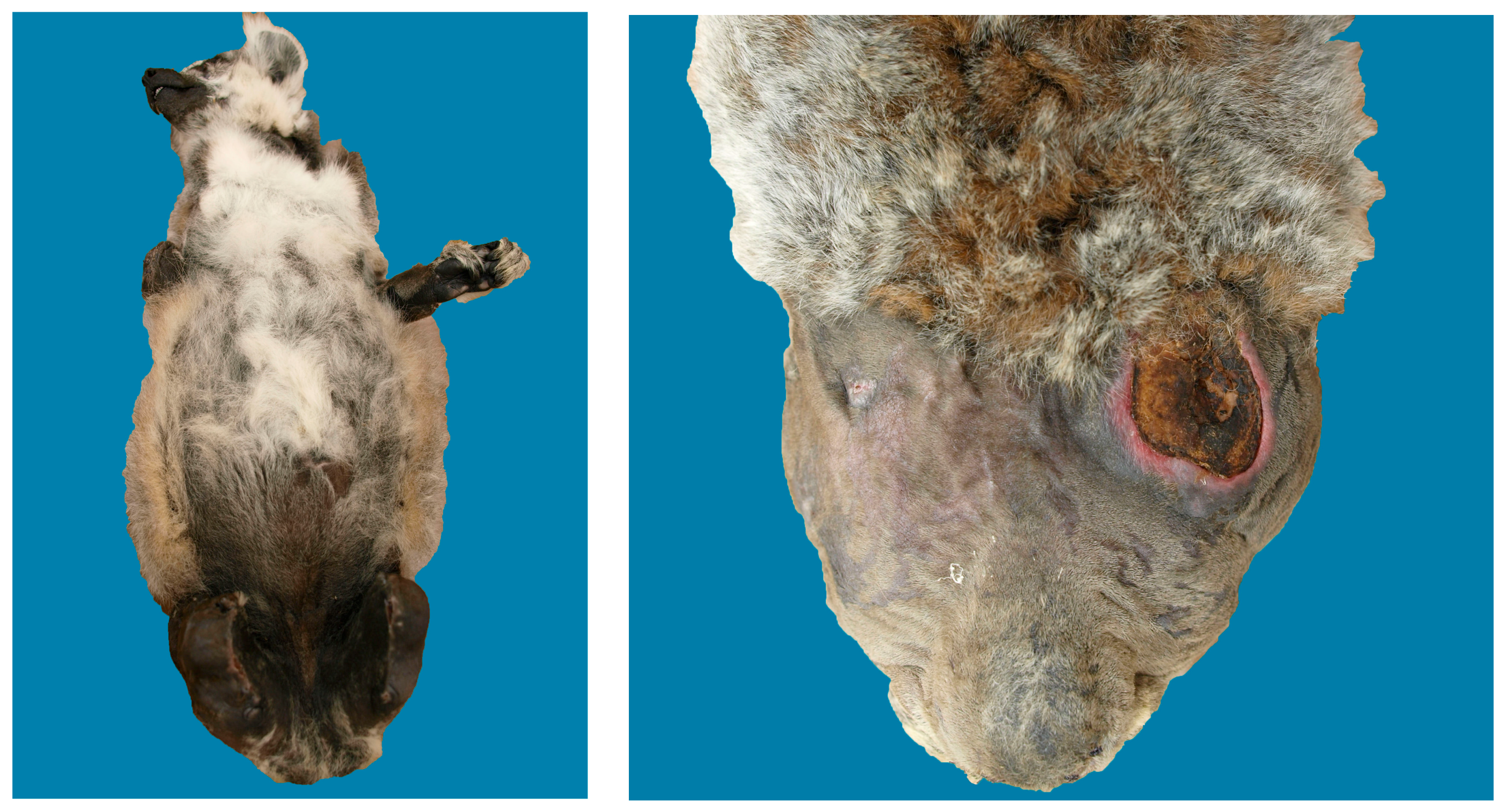 Animals 08 00015 g006