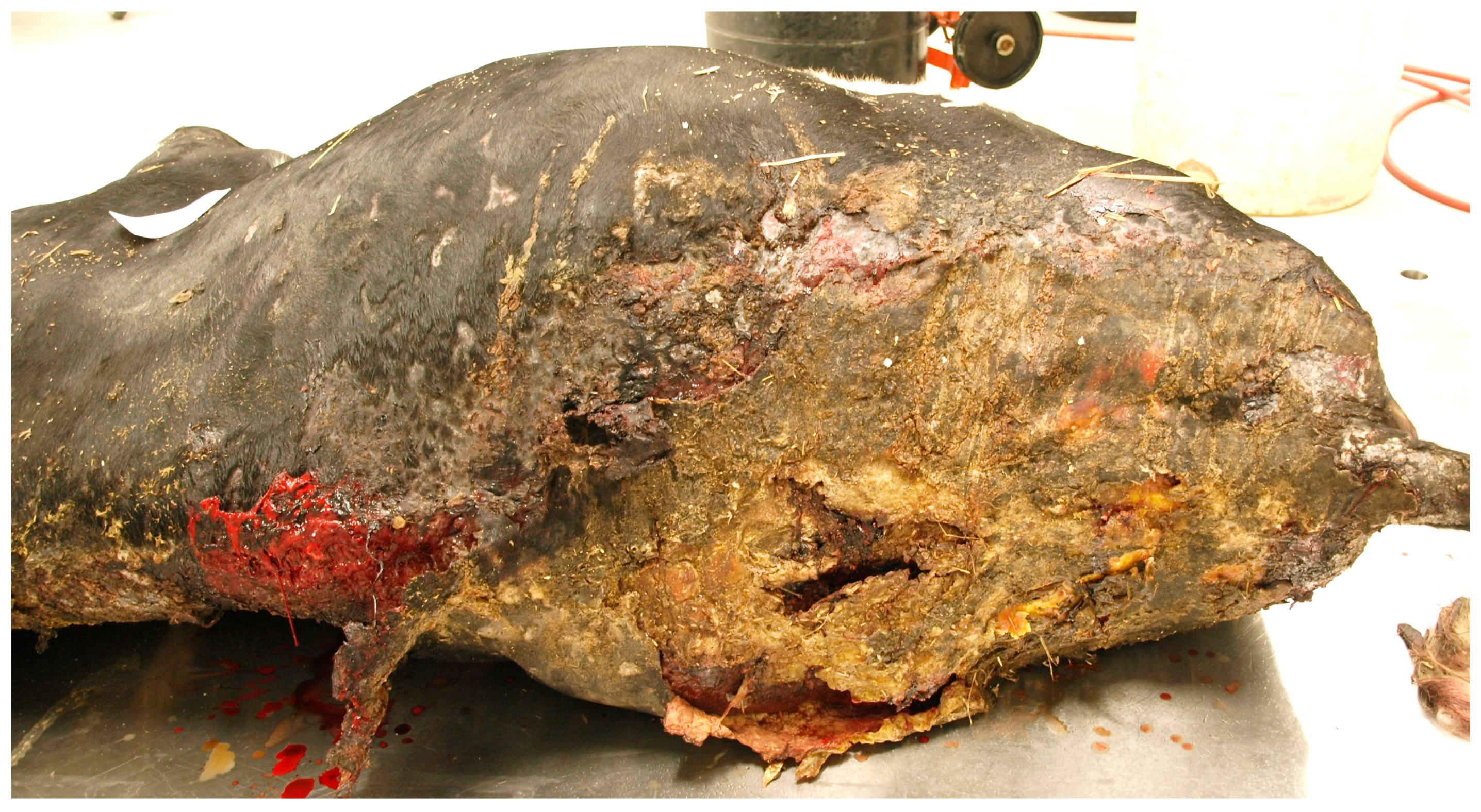 Animals 08 00015 g007