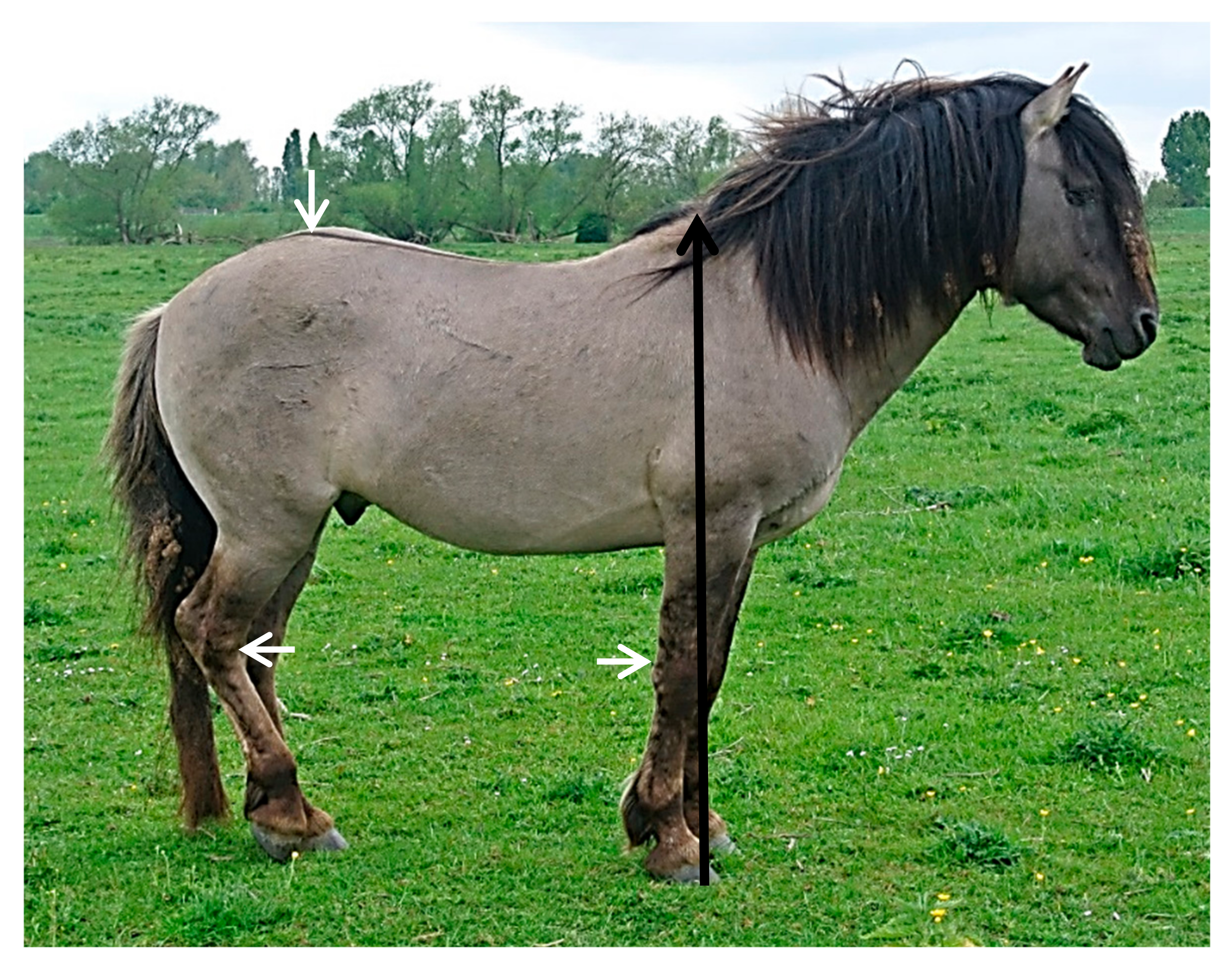 Animals 08 00021 g001