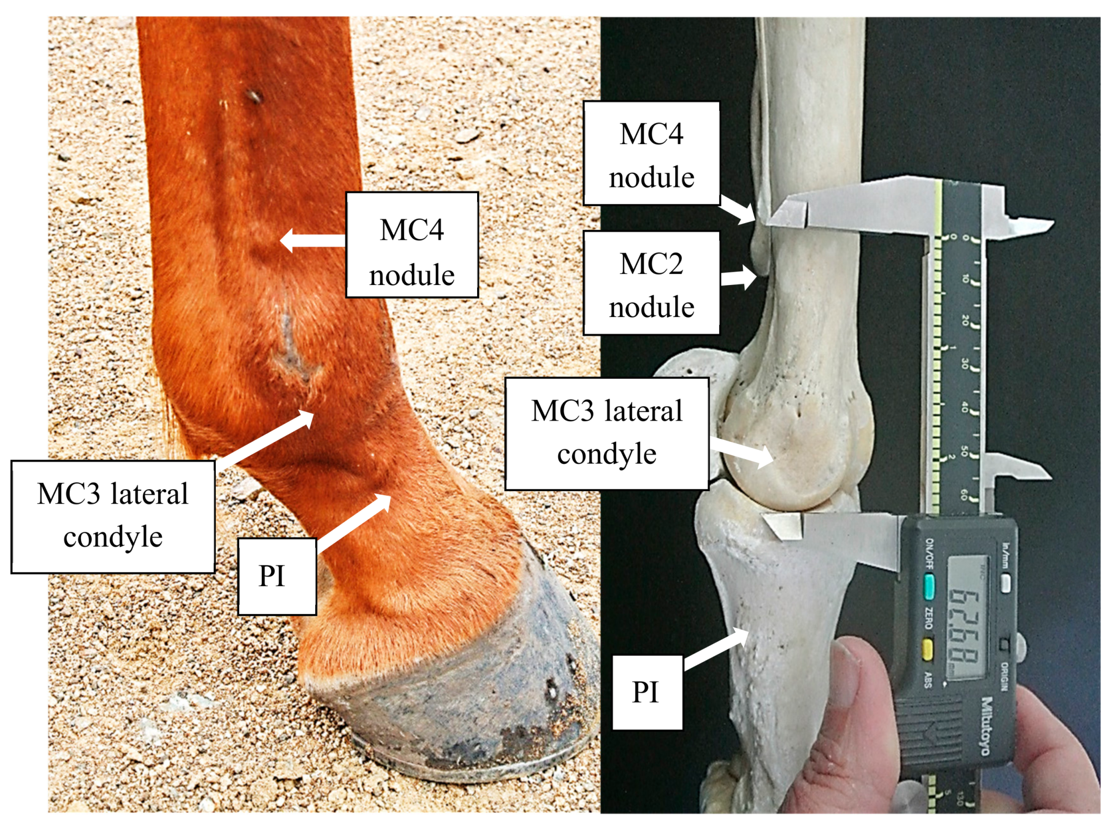 Animals 08 00021 g002