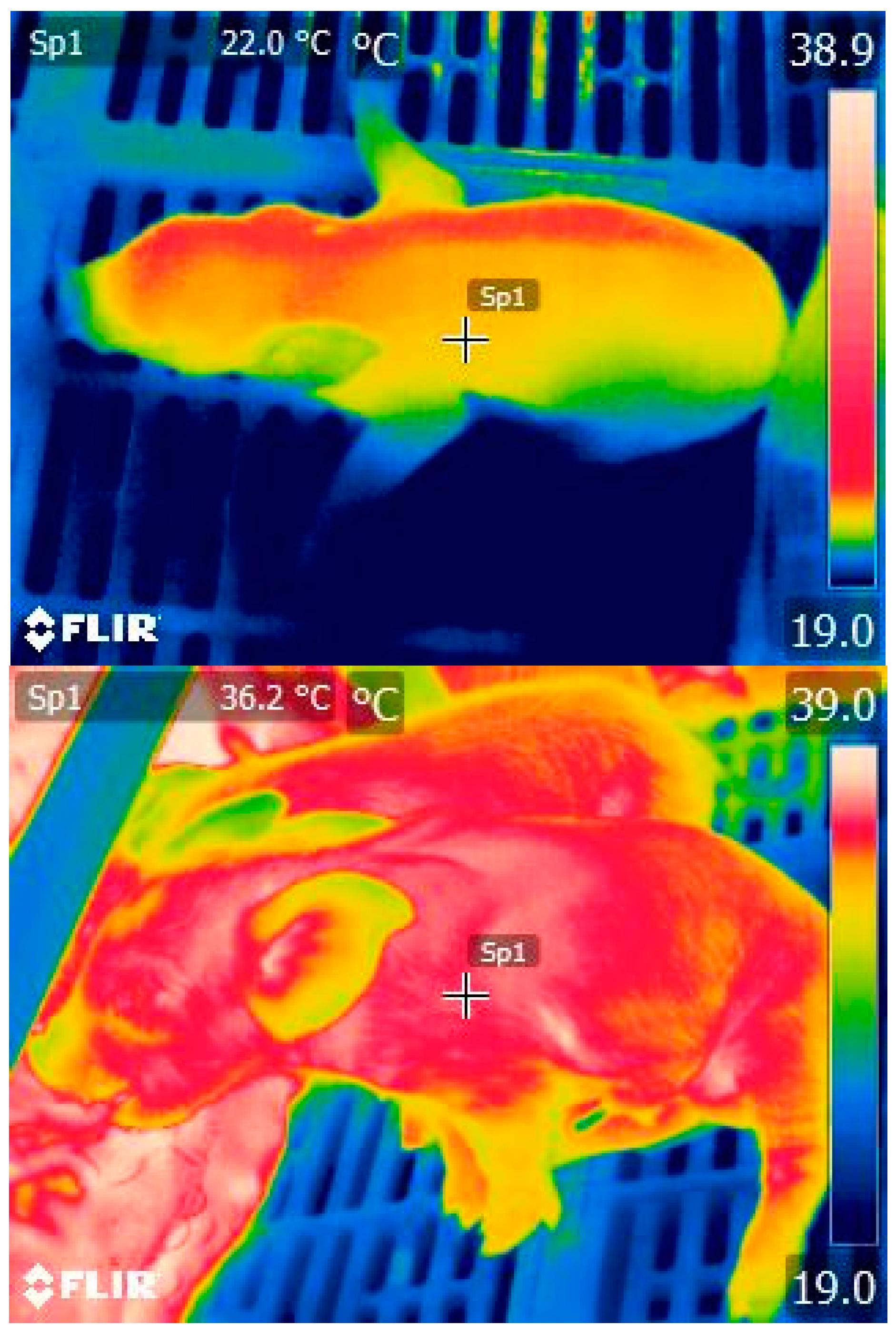 Animals 08 00038 g001