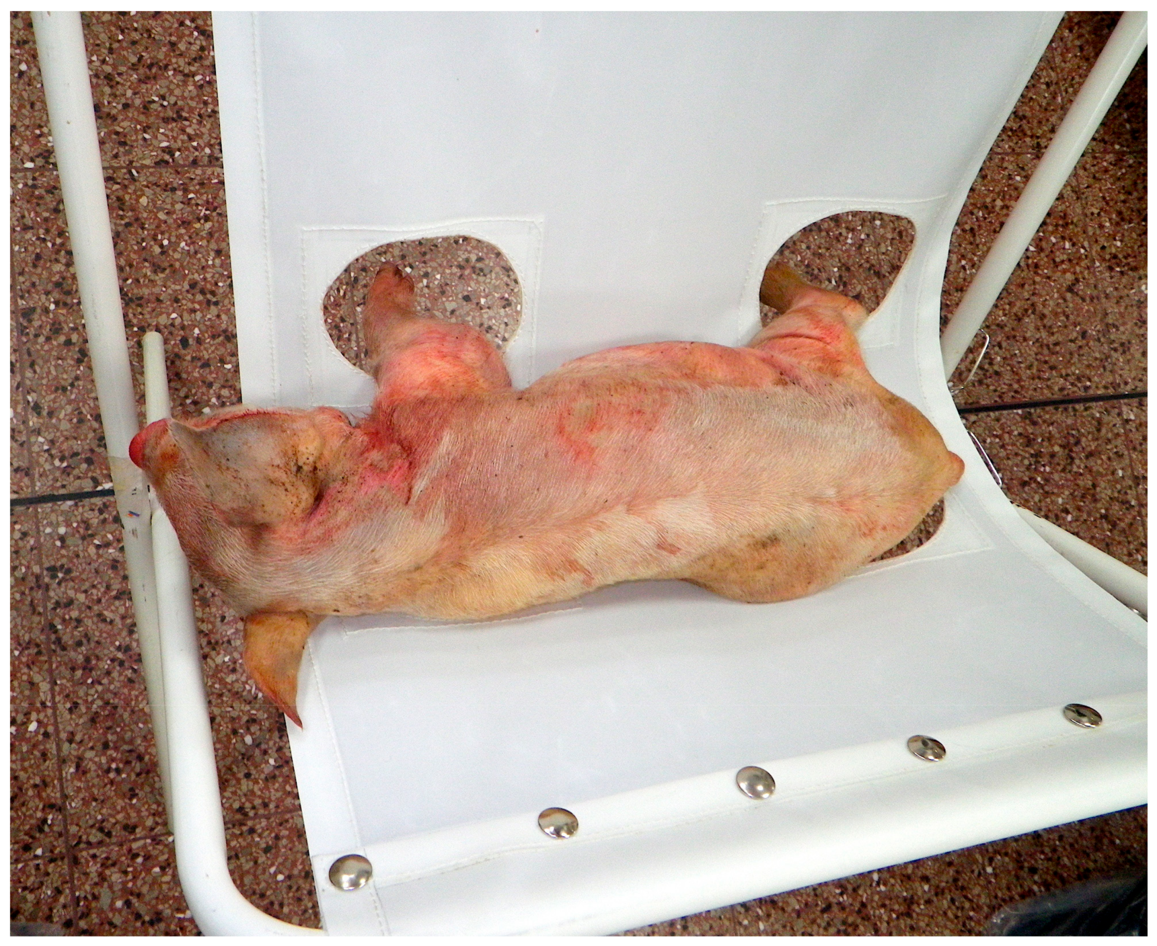 Animals 08 00048 g004