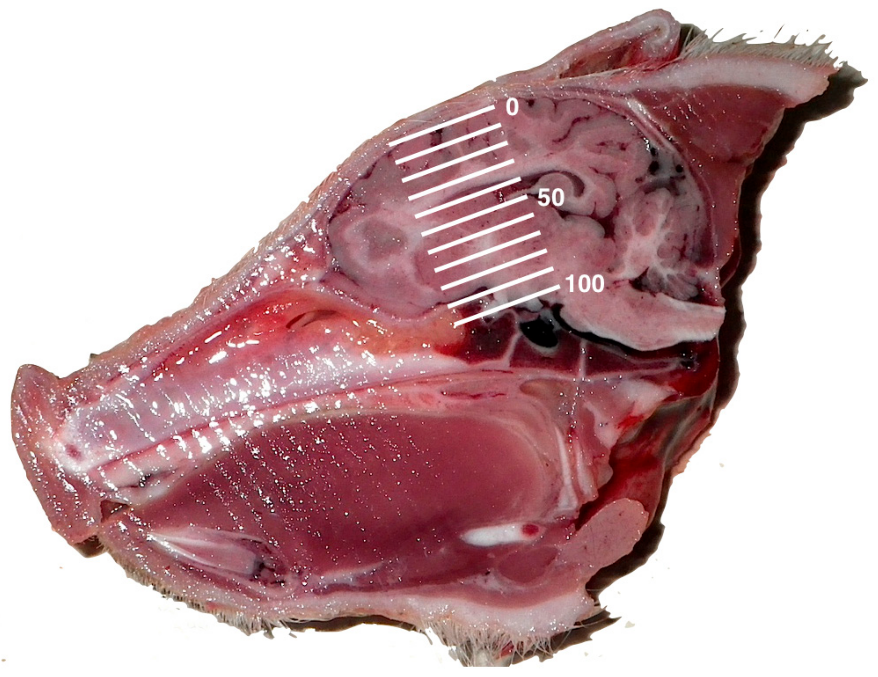 Animals 08 00048 g007