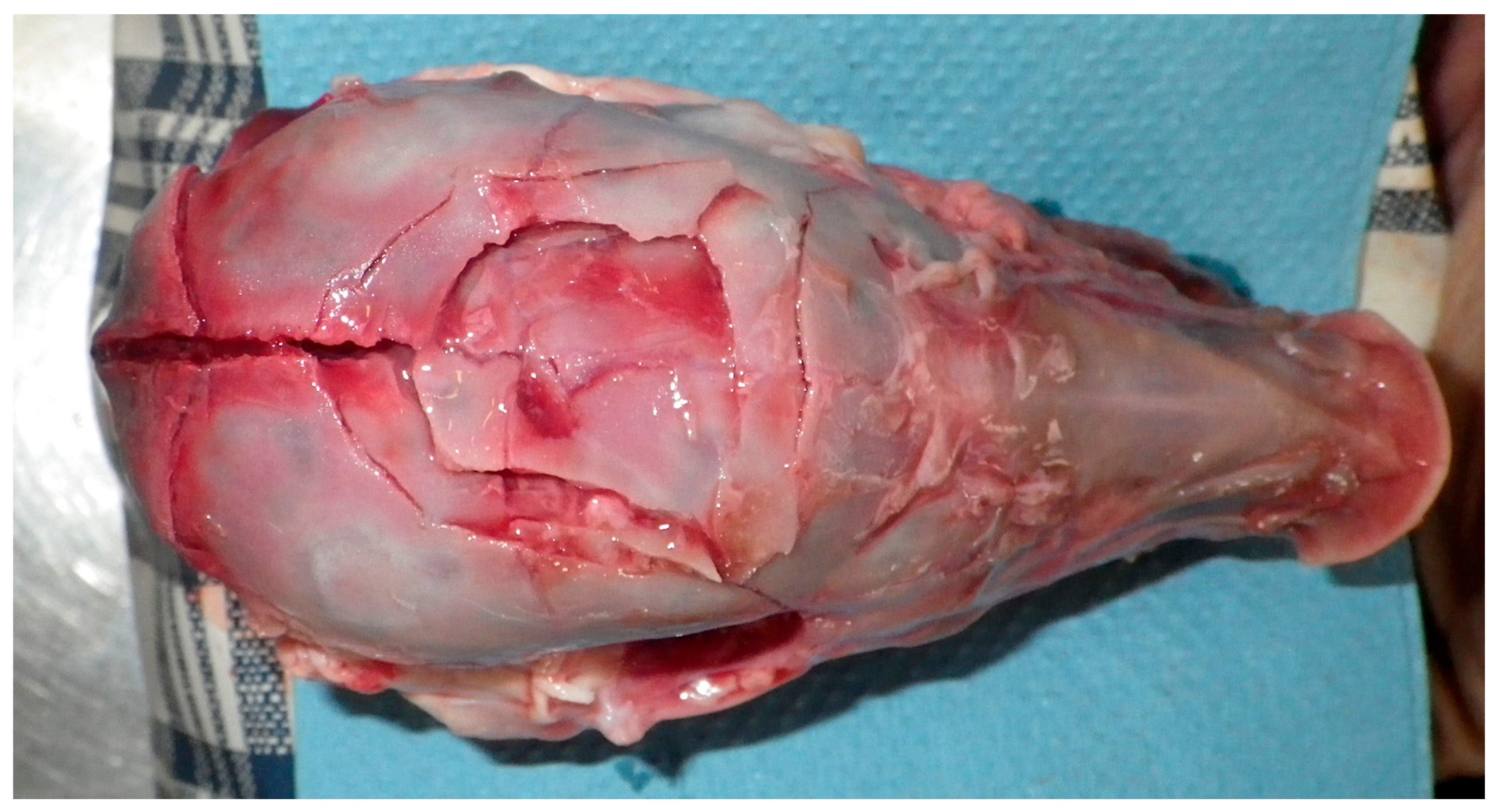 Animals 08 00048 g011