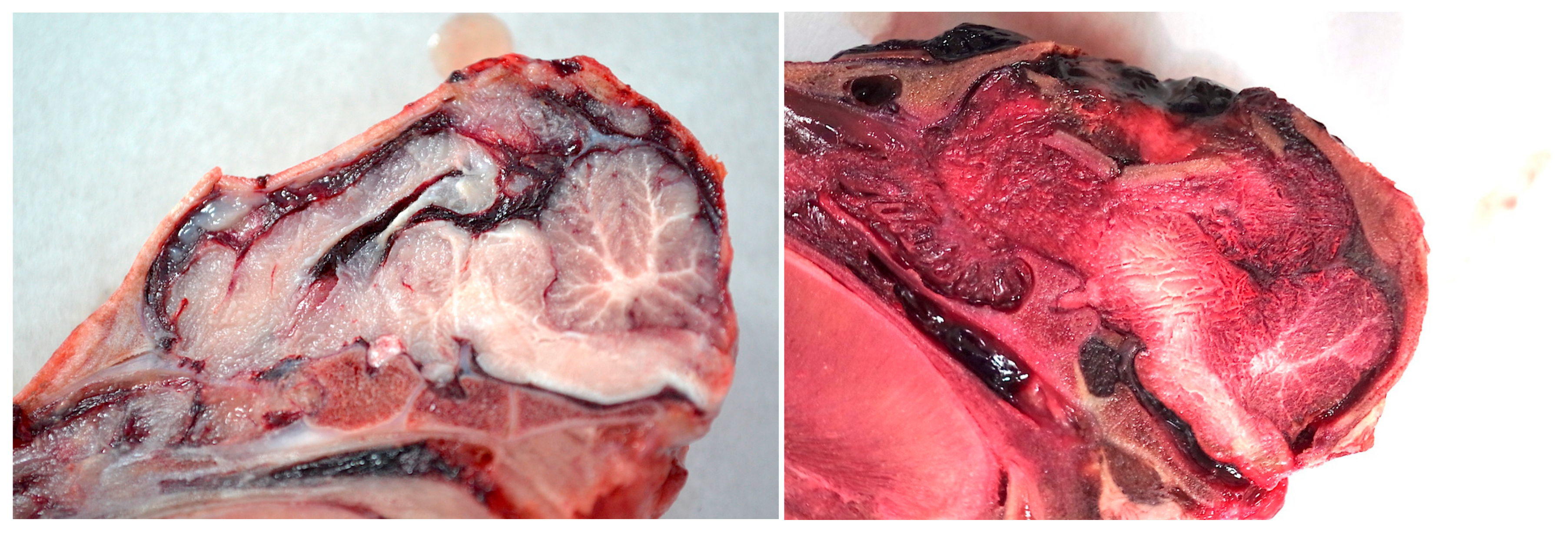 Animals 08 00048 g012