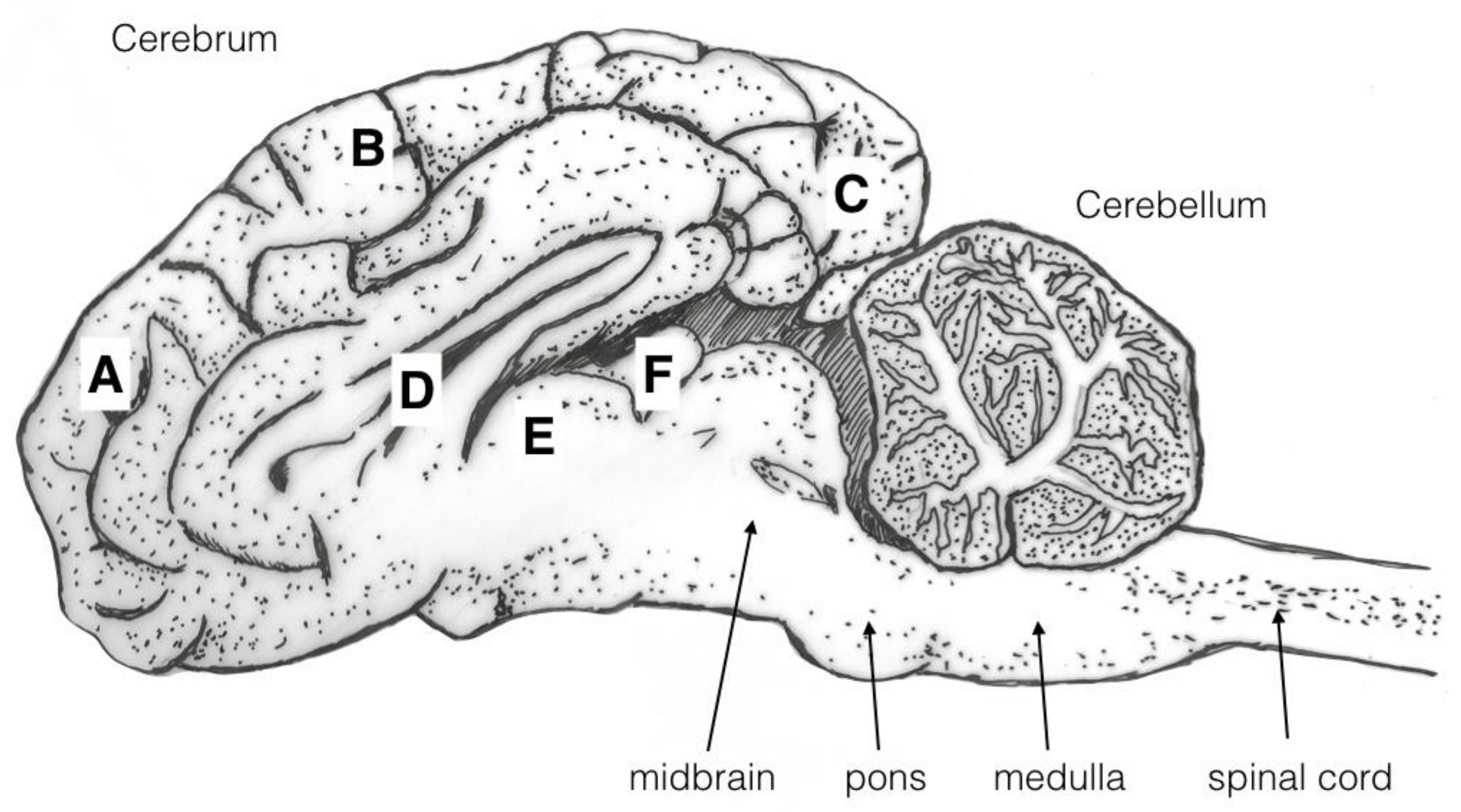 Animals 08 00049 g004