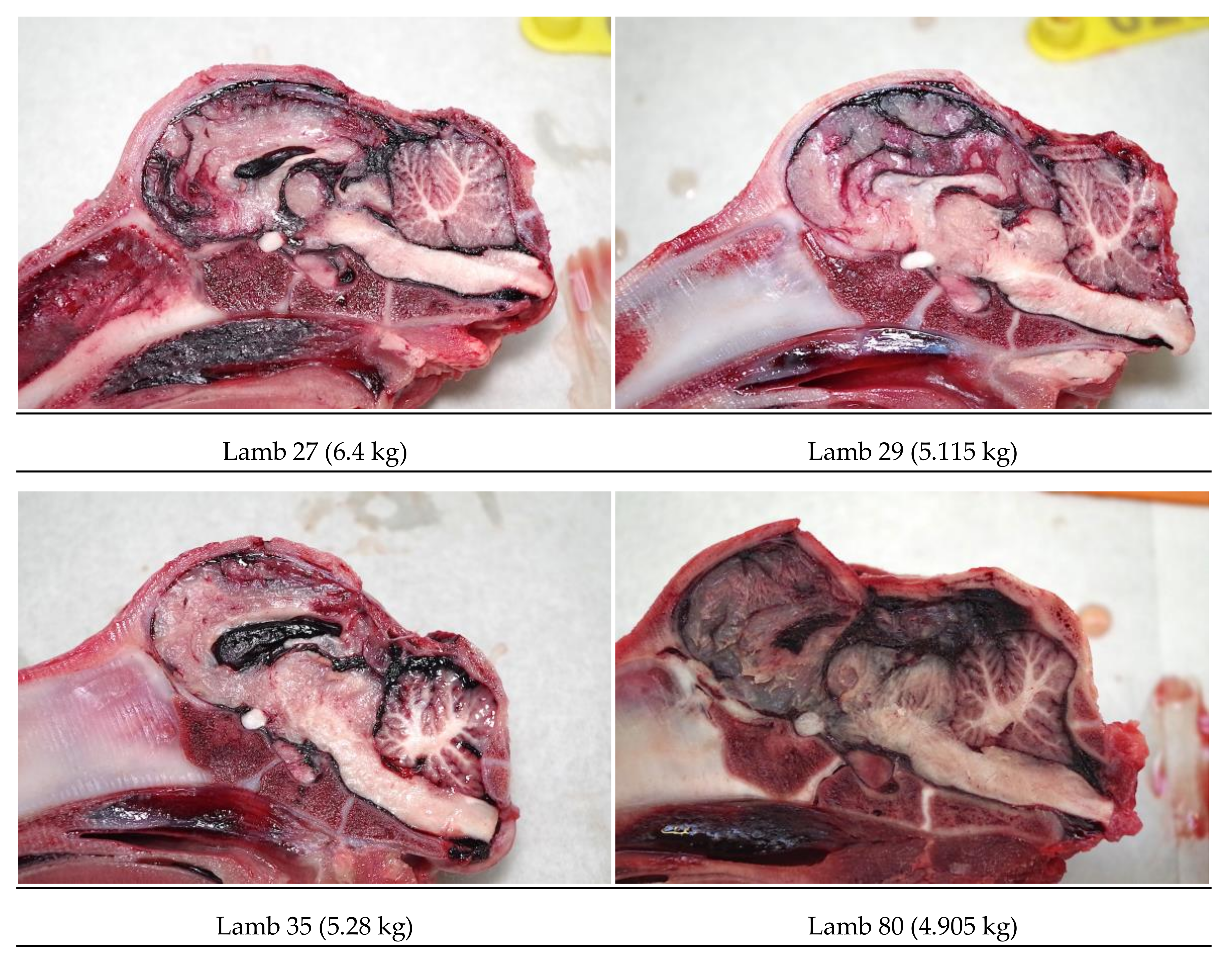 Animals 08 00049 g008