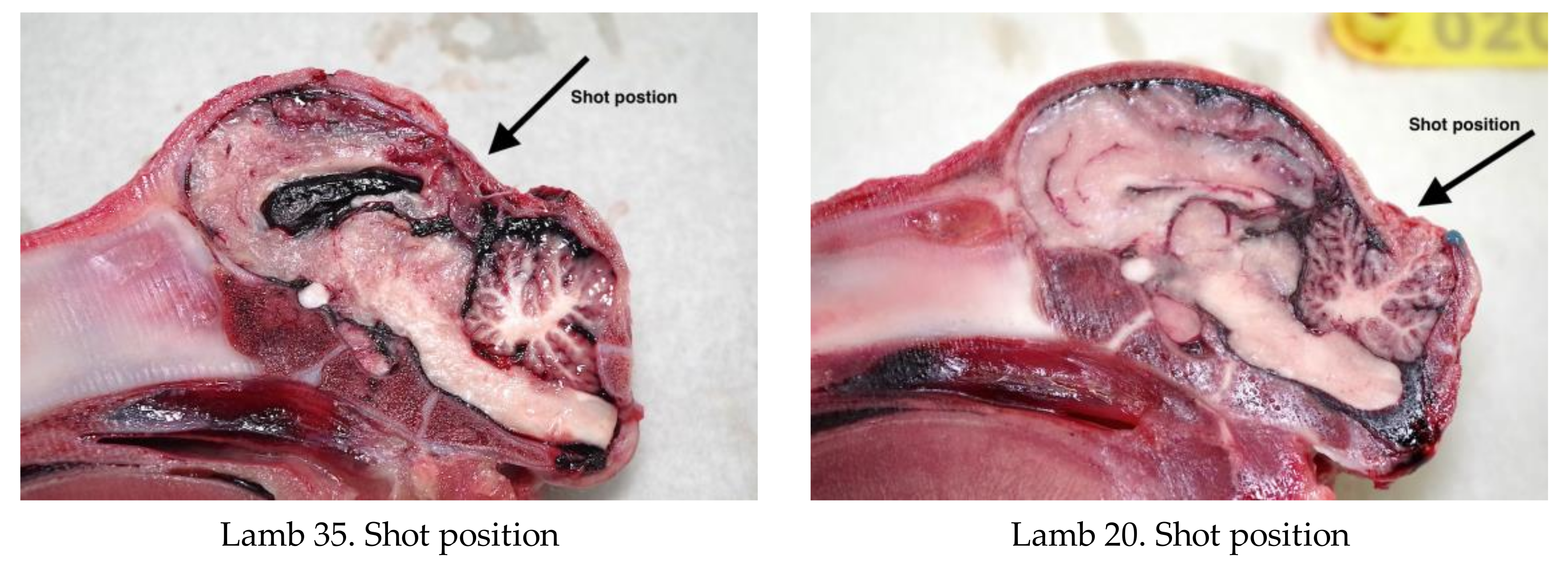 Animals 08 00049 g011