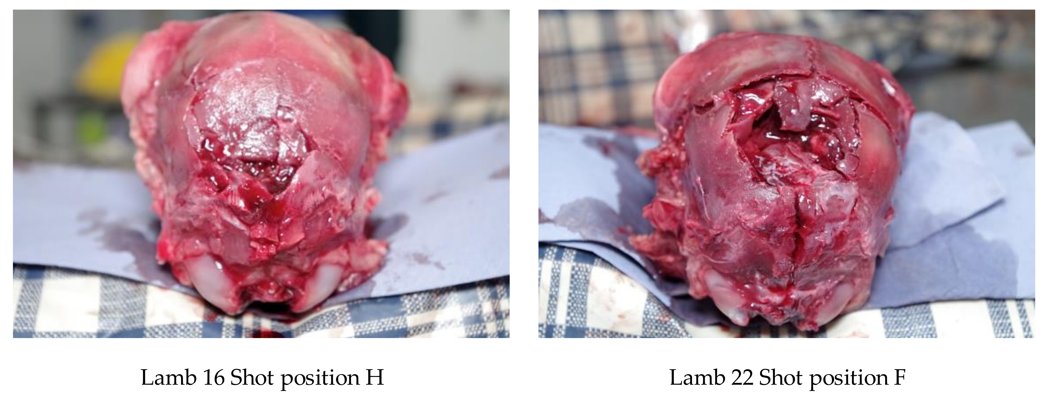 Animals 08 00049 g012