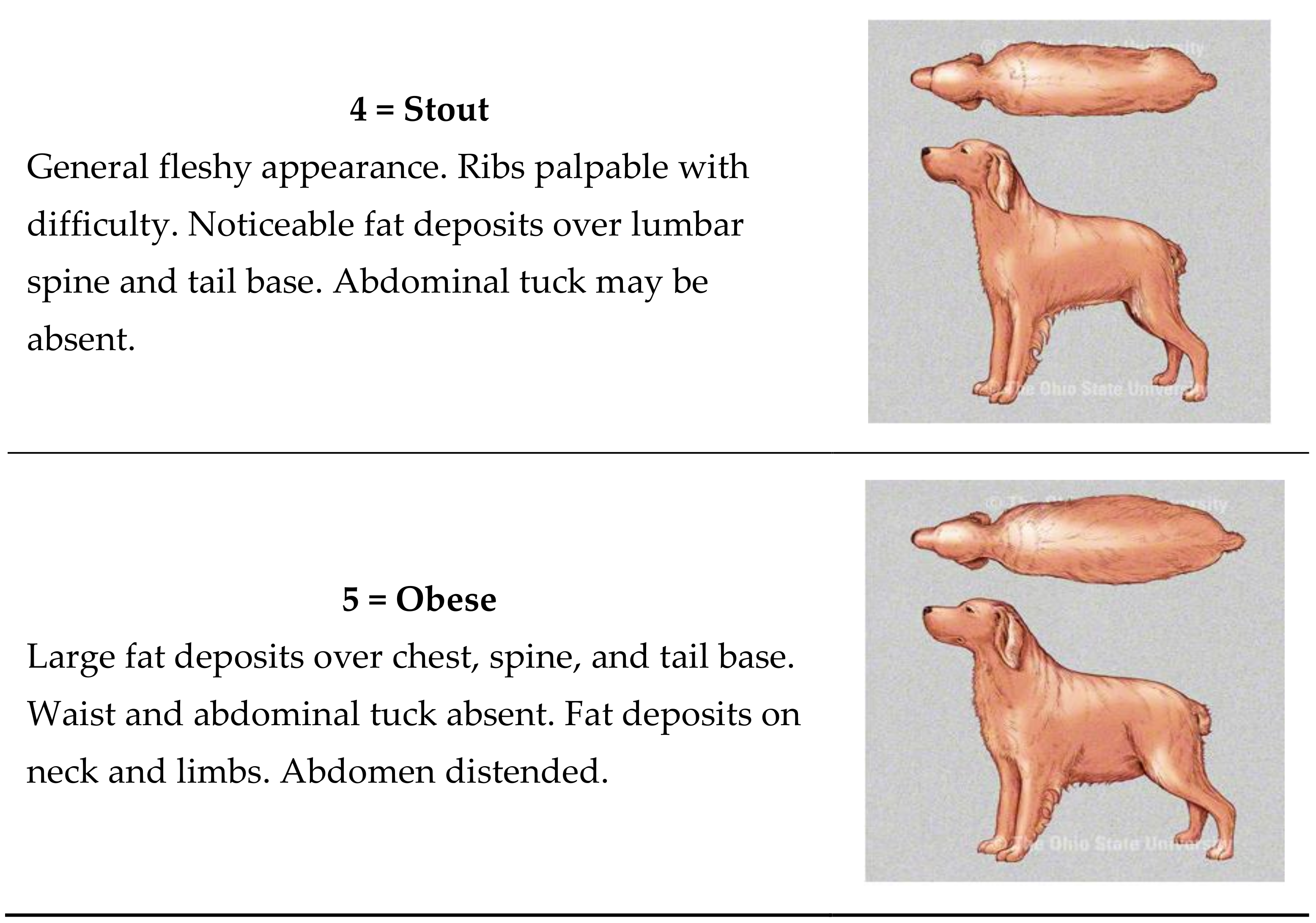Animals 08 00059 g0a1b