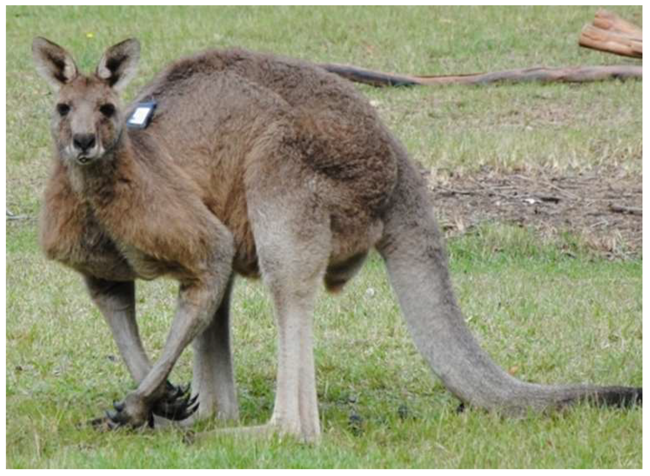 Animals 08 00097 g002