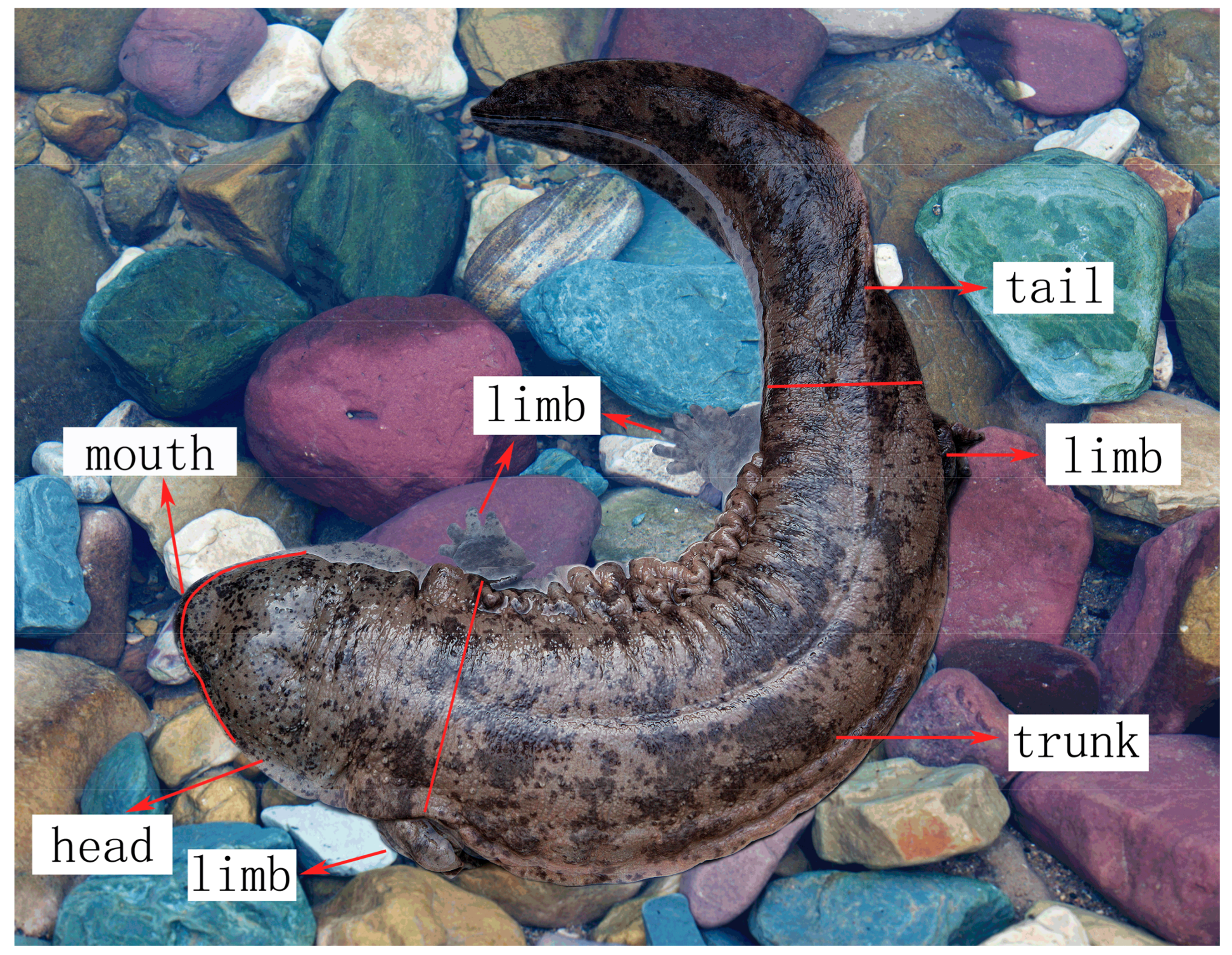 Animals 08 00161 g001 Animals 08 00161 g001