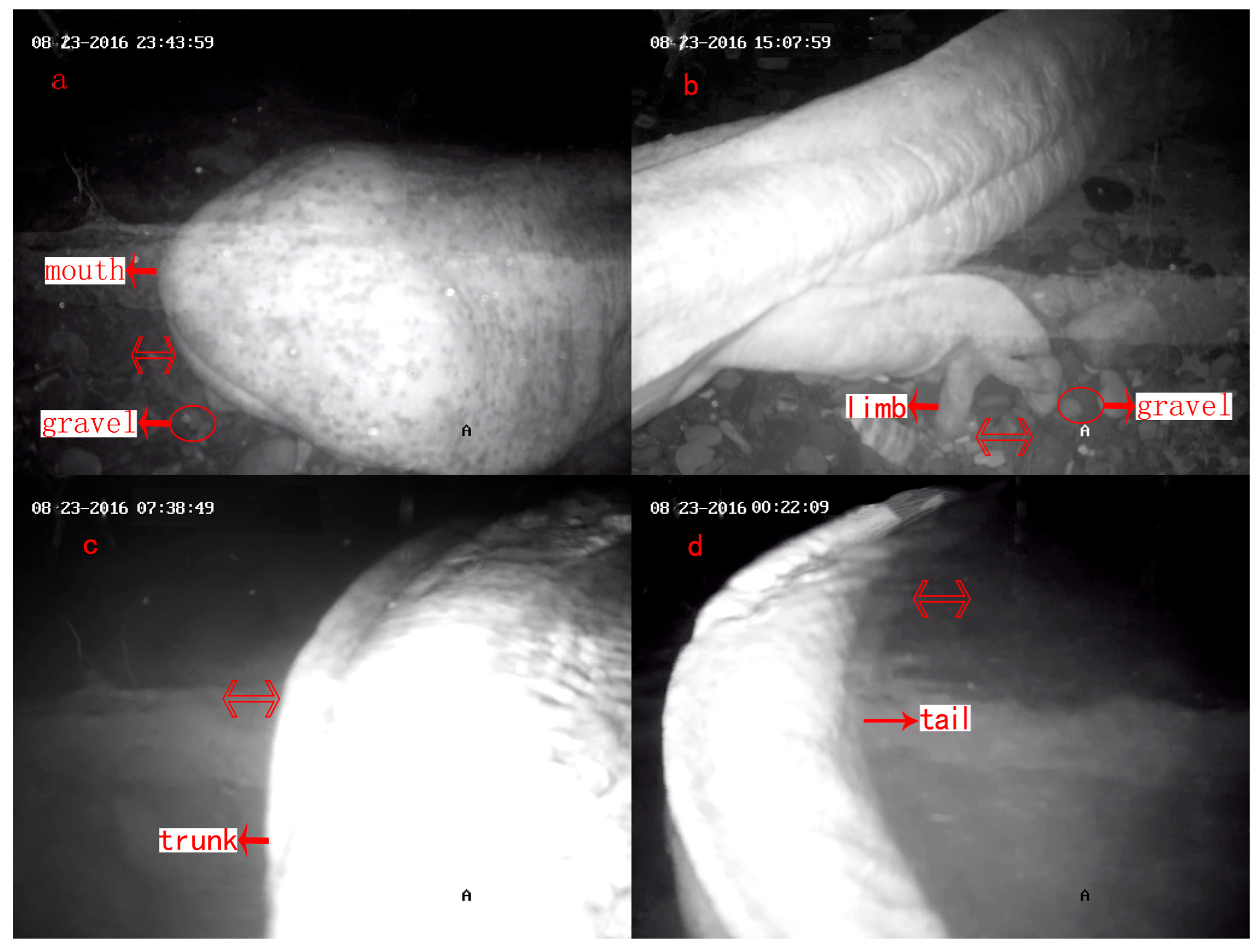 Animals 08 00161 g002 Animals 08 00161 g002