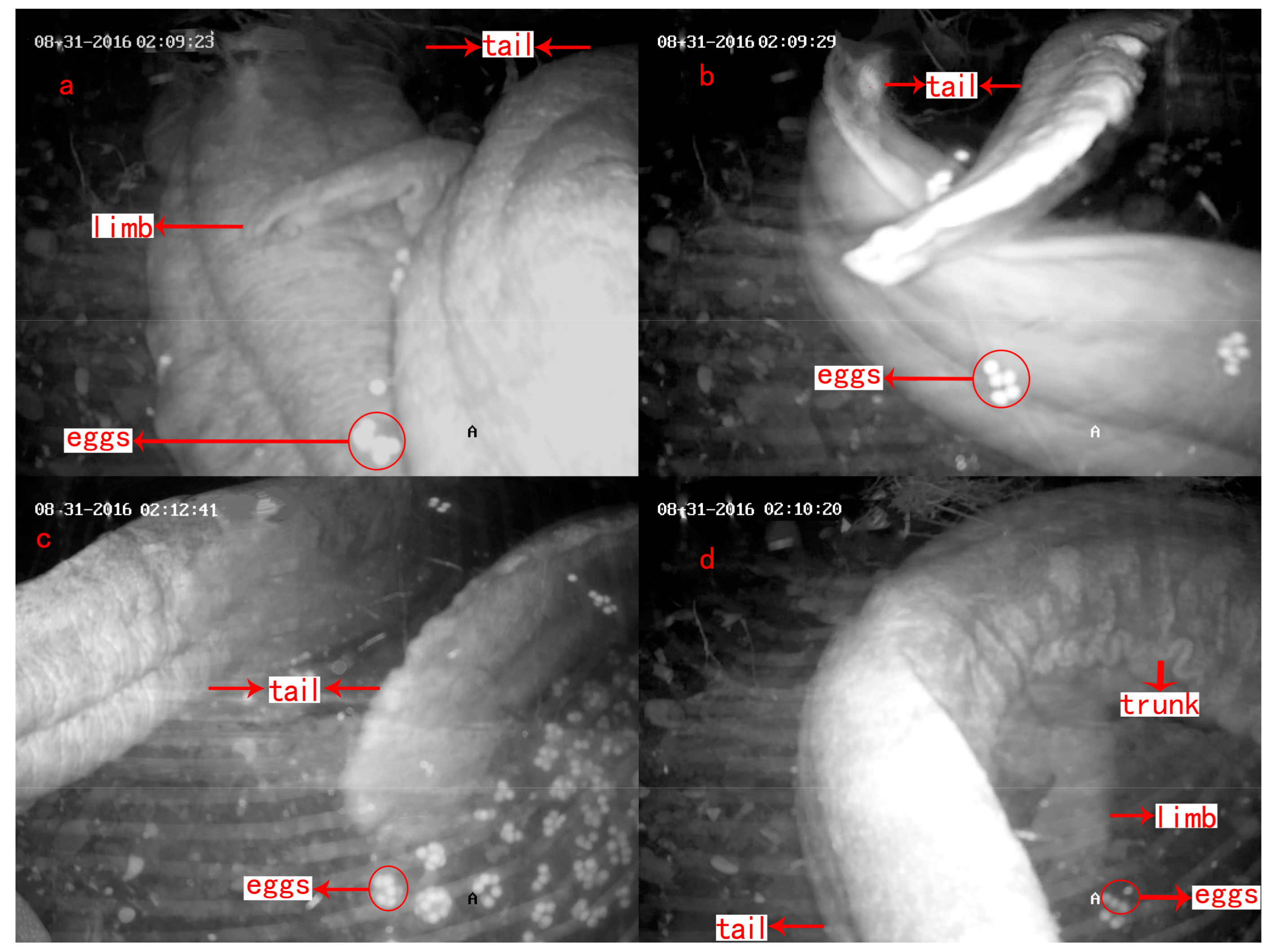 Animals 08 00161 g005 Animals 08 00161 g005