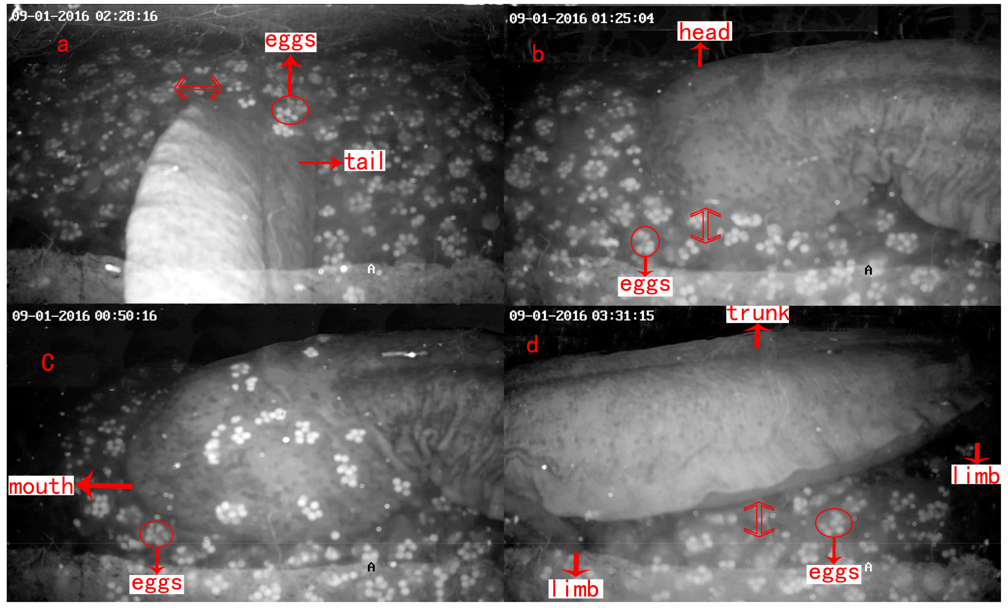 Animals 08 00161 g006 Animals 08 00161 g006