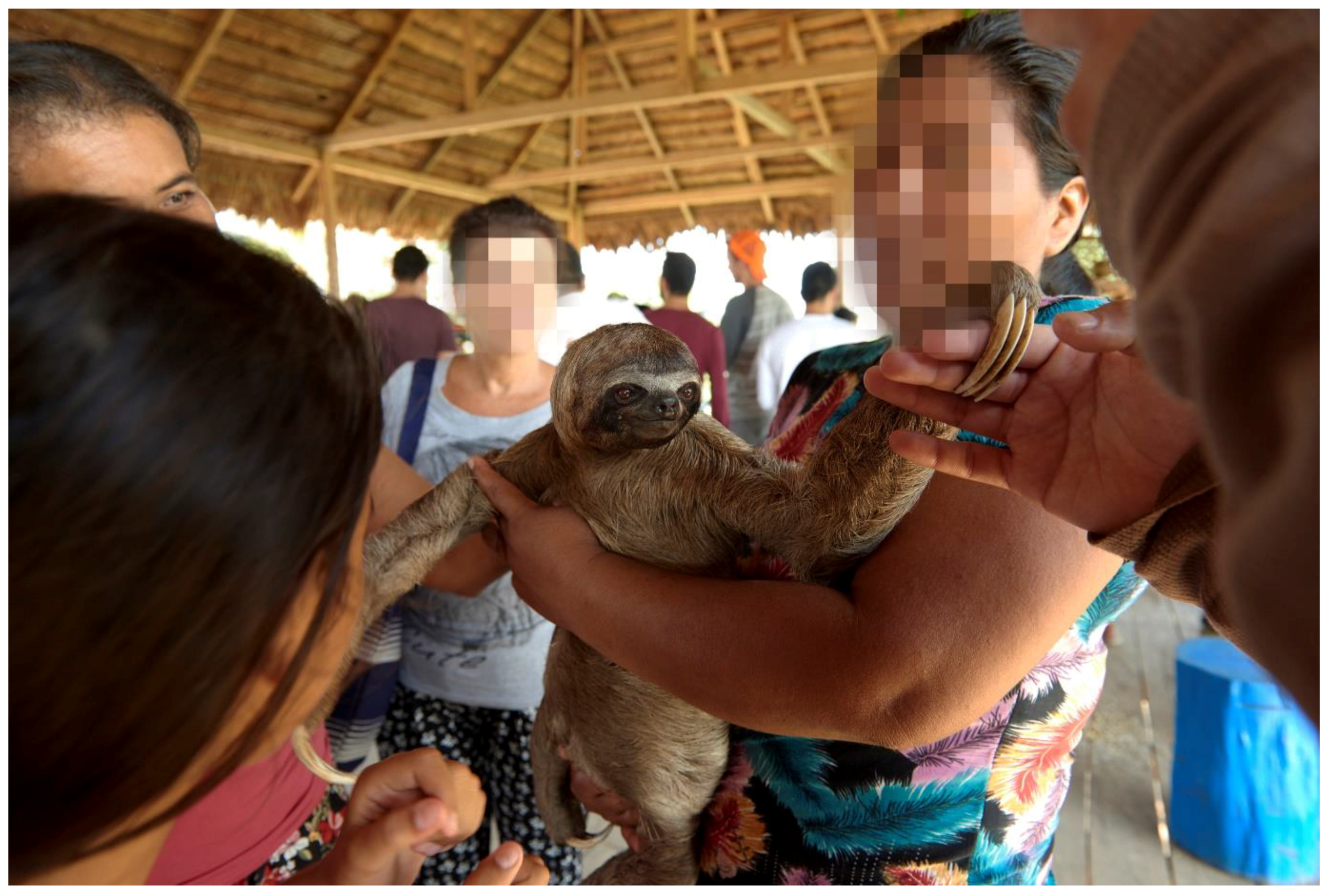 Animals 08 00216 g001