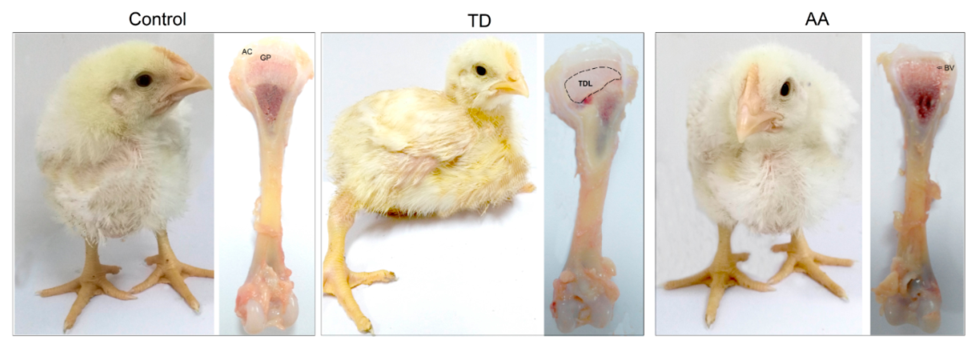 Animals 09 00082 g001