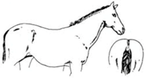 Animals 09 00162 i005