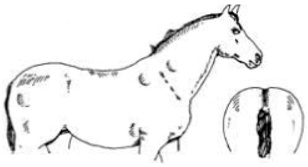 Animals 09 00162 i006