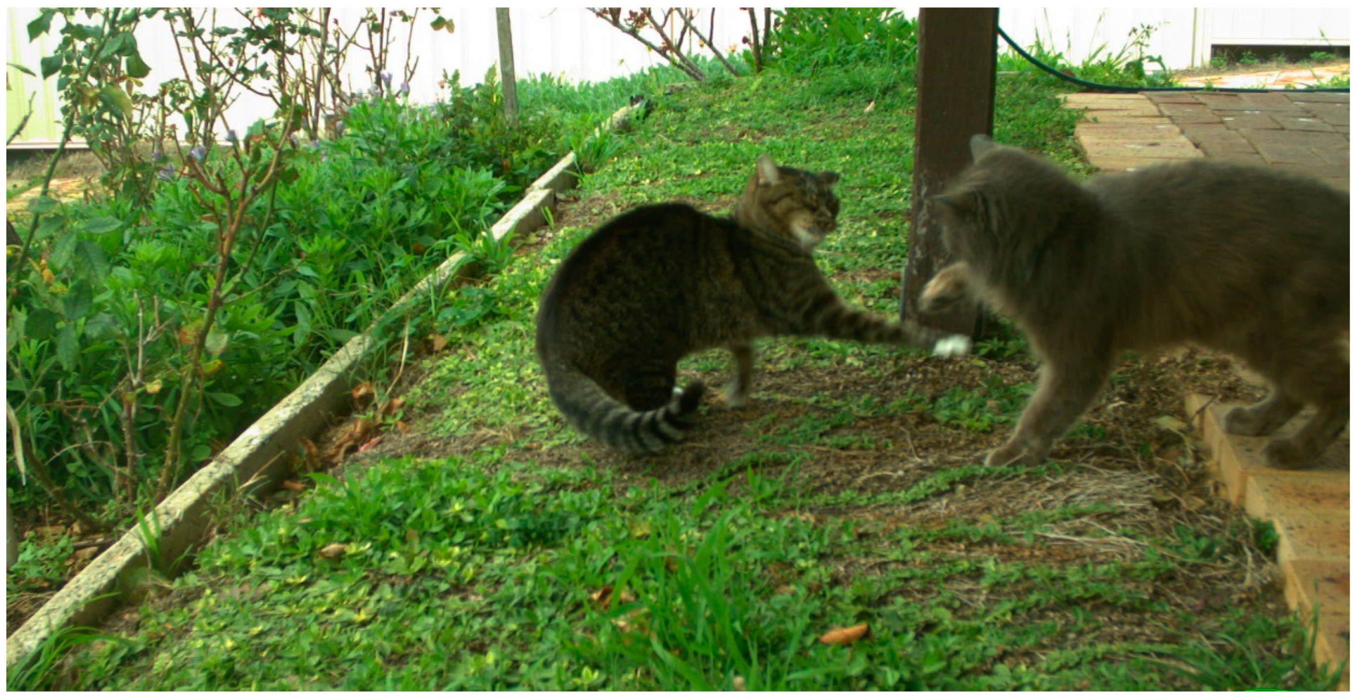 Animals 09 00171 g003