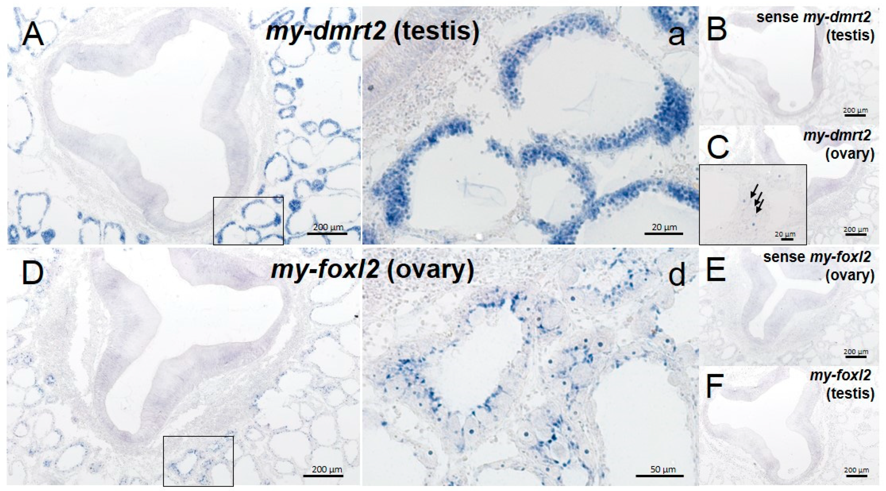 Animals 09 00277 g006