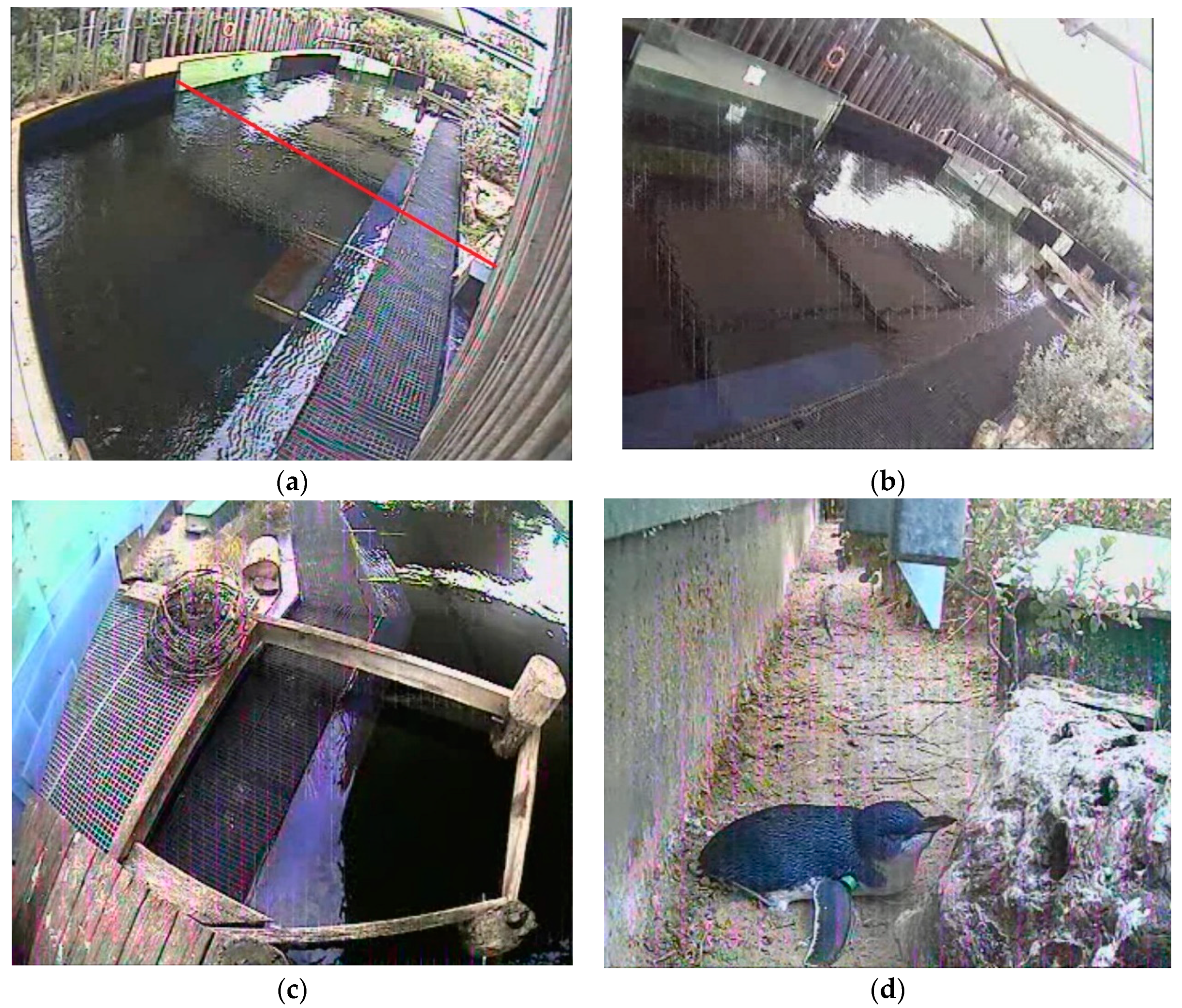 Animals 09 00285 g004 Animals 09 00285 g004