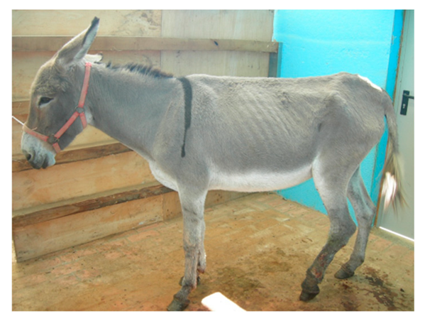 Animals 09 00315 i001