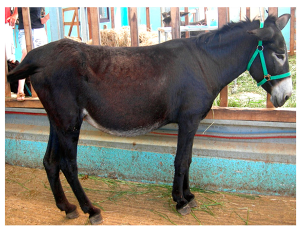 Animals 09 00315 i002