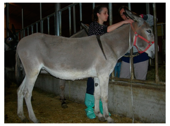 Animals 09 00315 i003