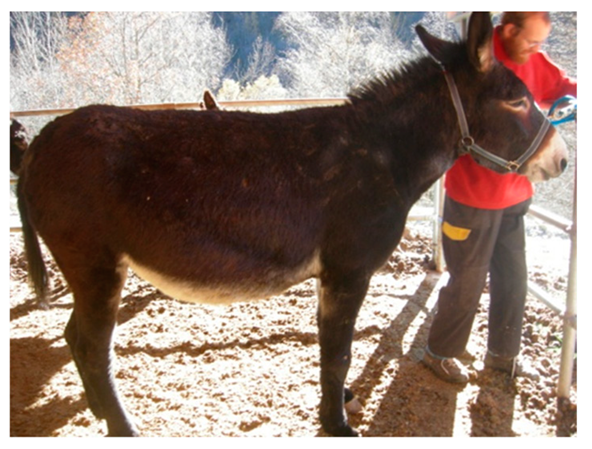 Animals 09 00315 i004