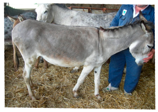 Animals 09 00315 i005