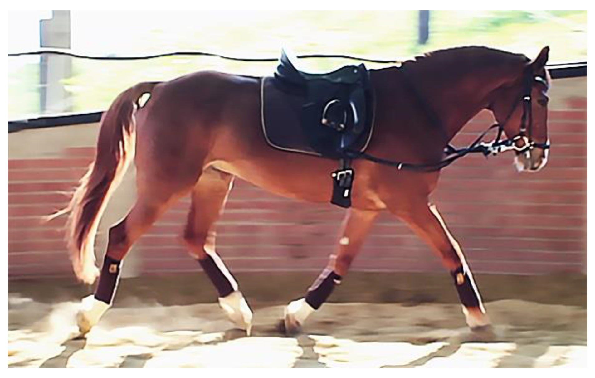 Animals 09 00321 g001