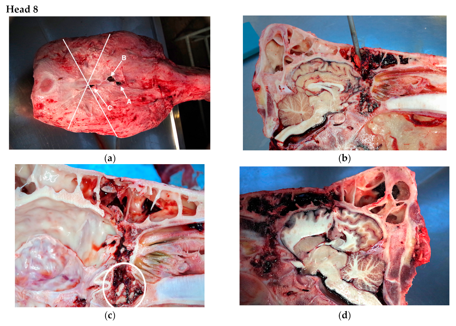 Animals 09 00328 g002