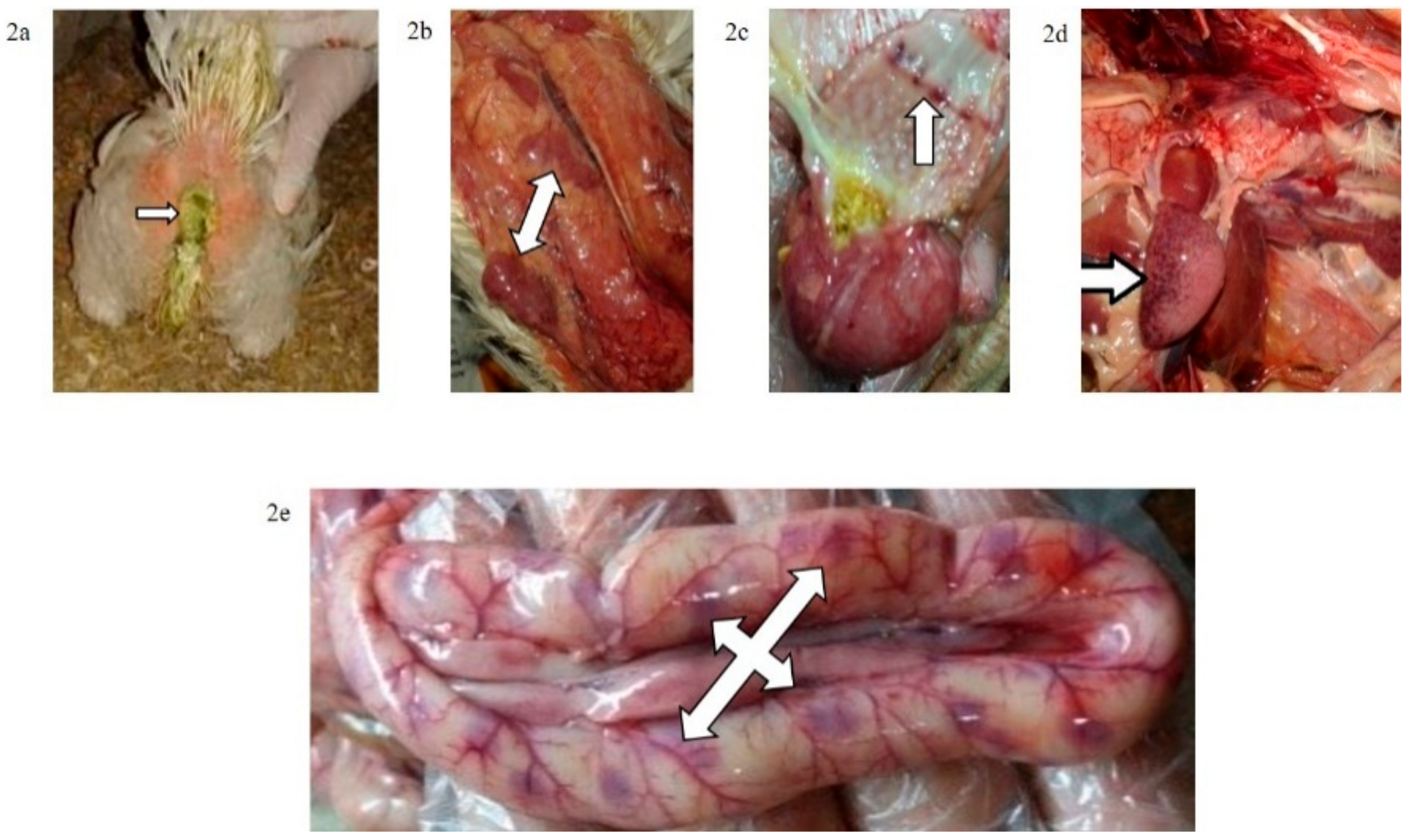 Animals 09 00338 g002 Animals 09 00338 g002