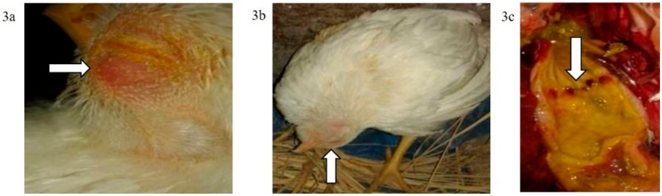 Animals 09 00338 g003 Animals 09 00338 g003