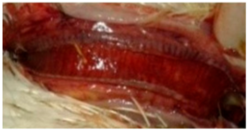 Animals 09 00338 g006 Animals 09 00338 g006