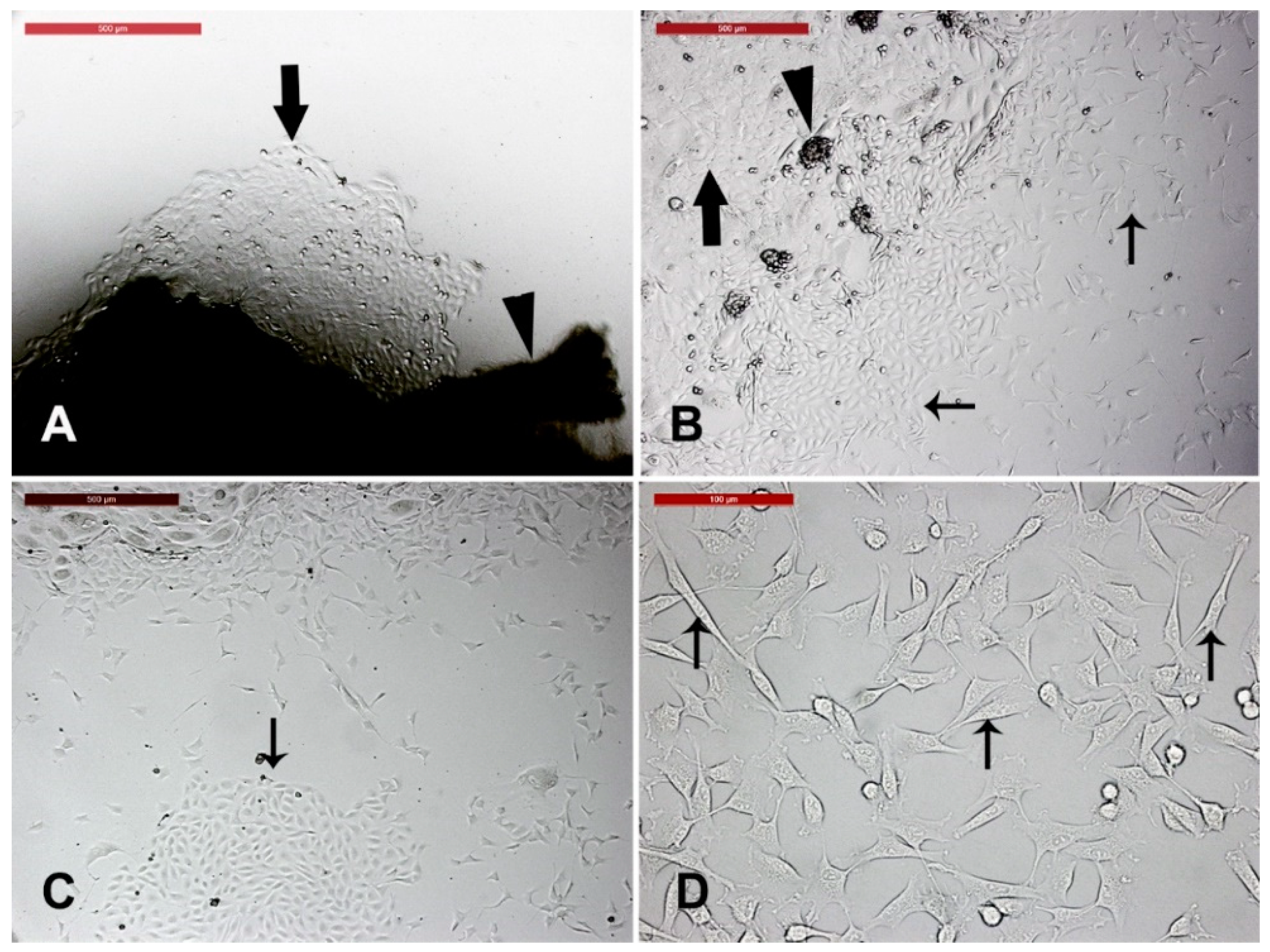 Animals 09 00378 g001 Animals 09 00378 g001