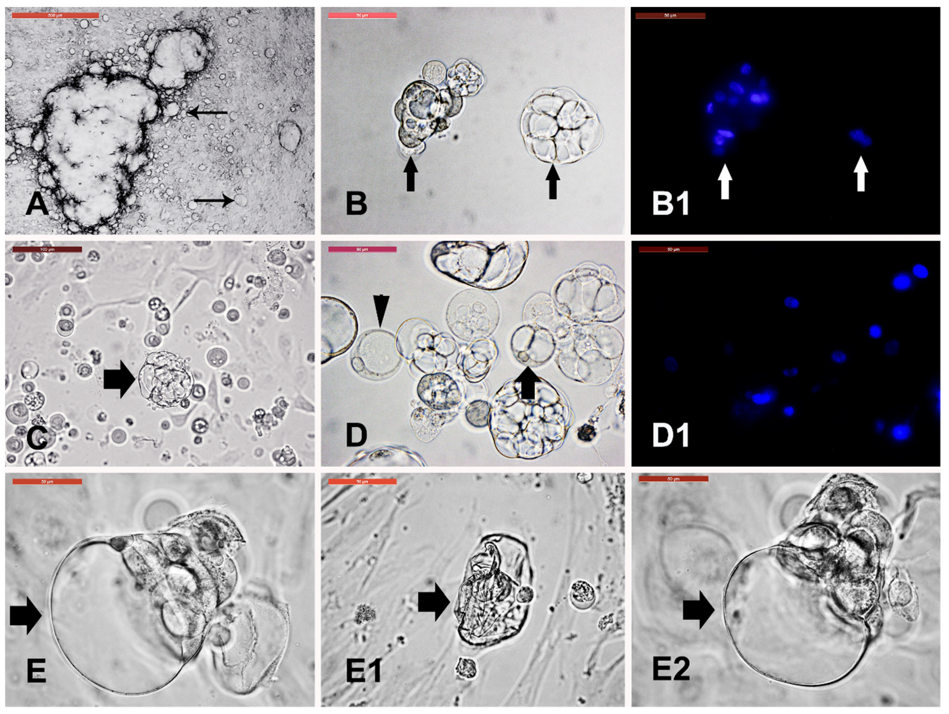 Animals 09 00378 g006 Animals 09 00378 g006