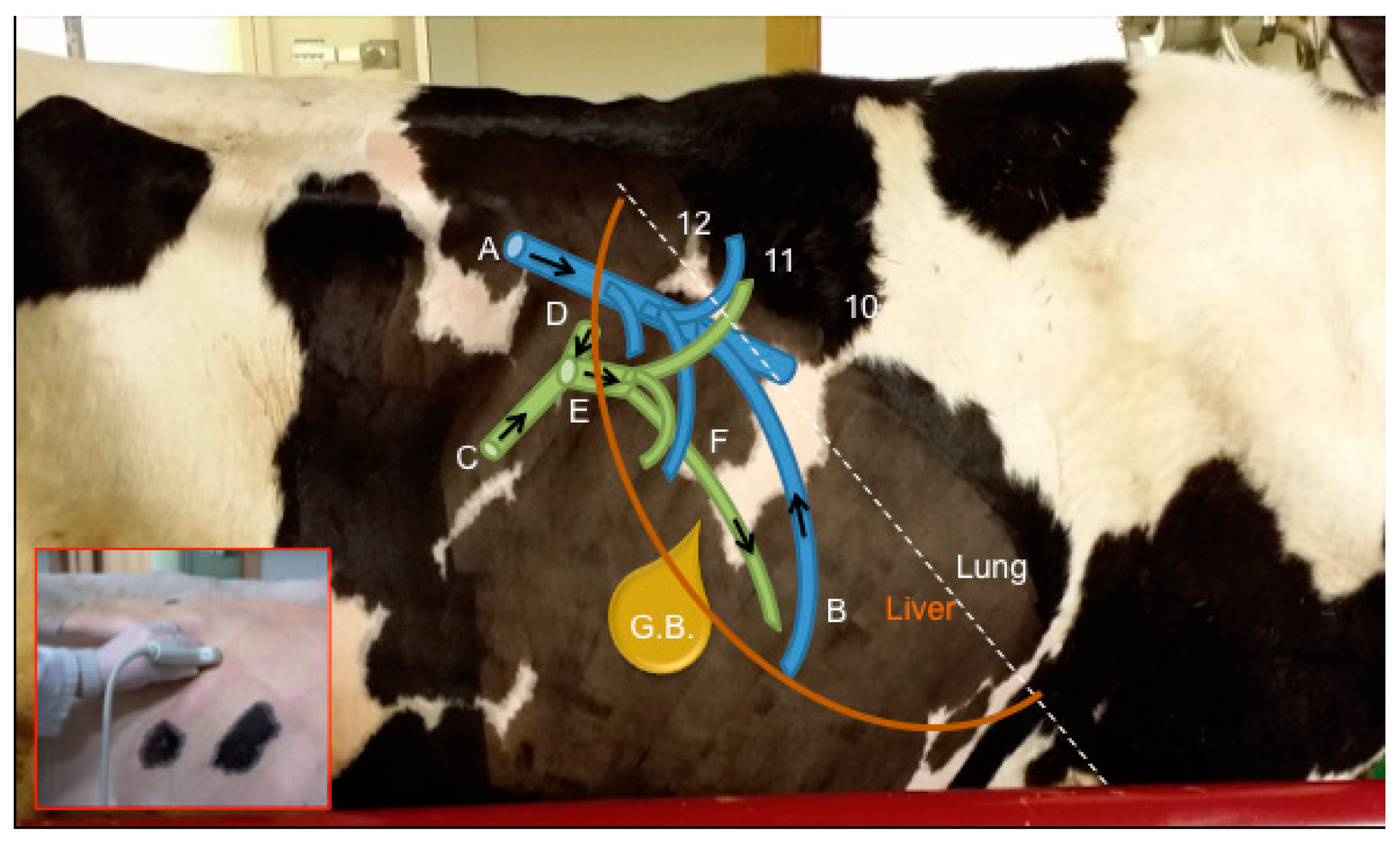 Animals 09 00386 g001