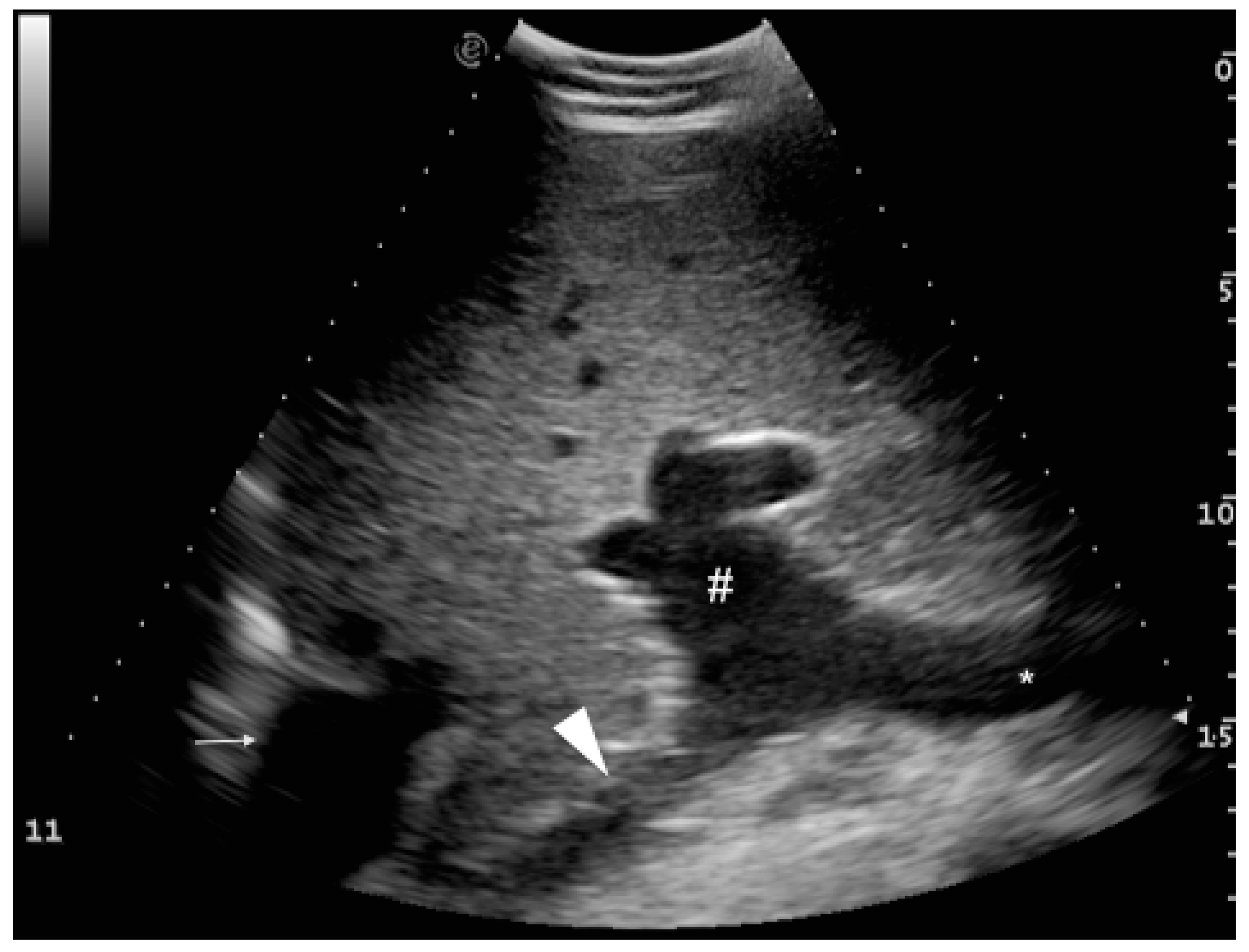 Animals 09 00386 g002