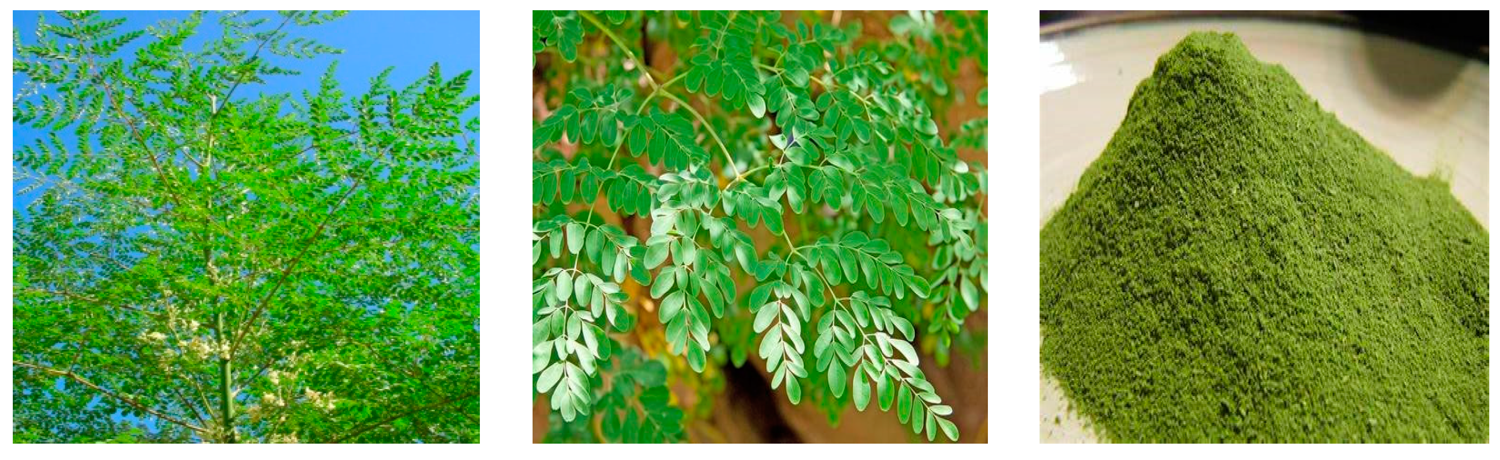 Animals 09 00431 g001