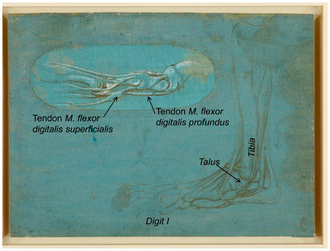 Animals 09 00435 g003